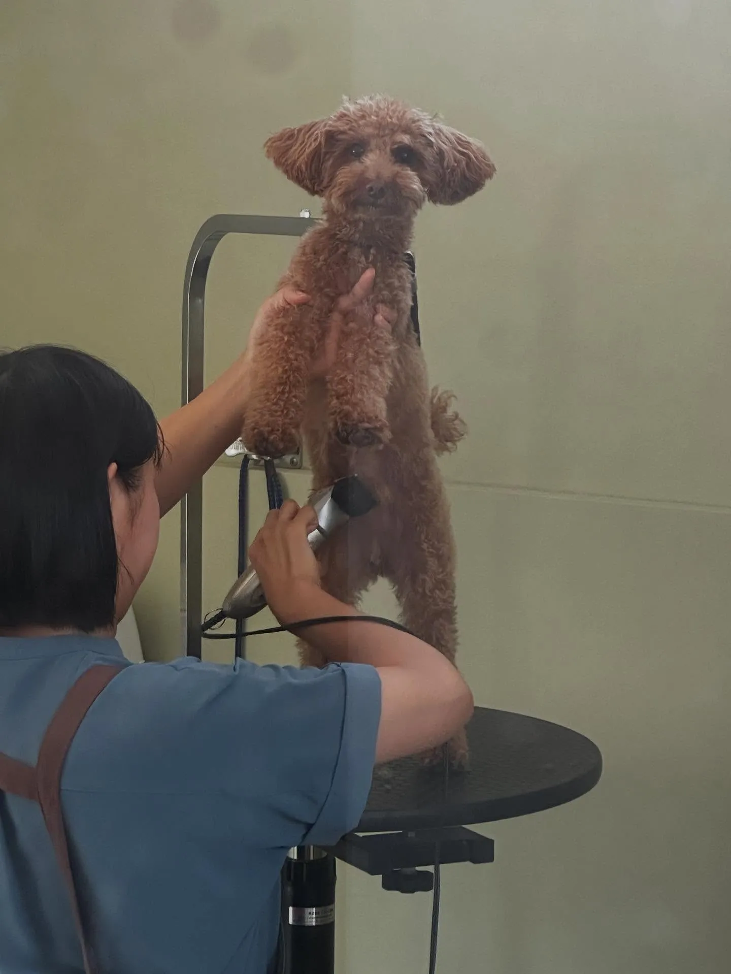 先月アップしきれなかったトリミングわんこたち✨️