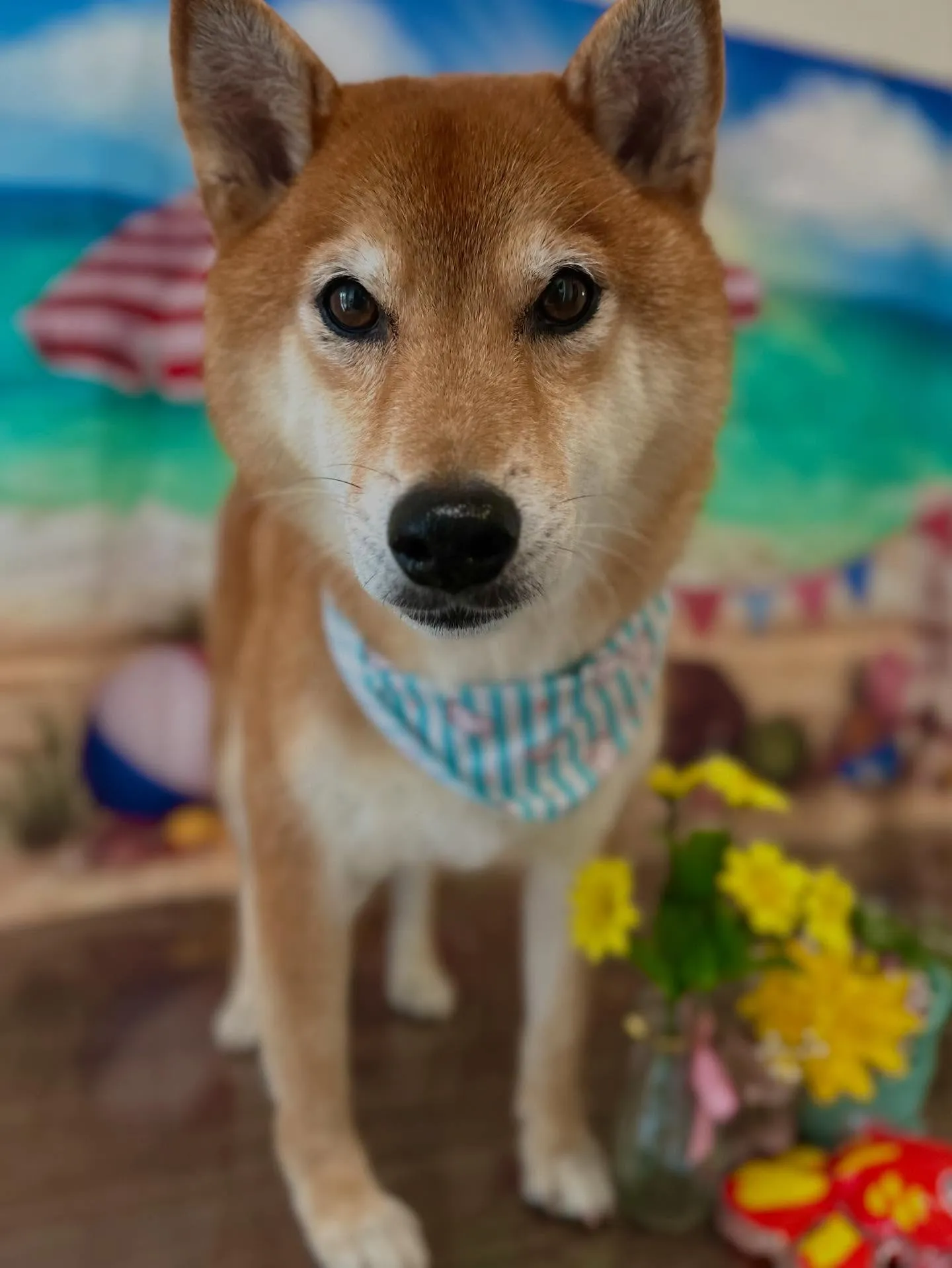 先月アップしきれなかったトリミングわんこたち✨️