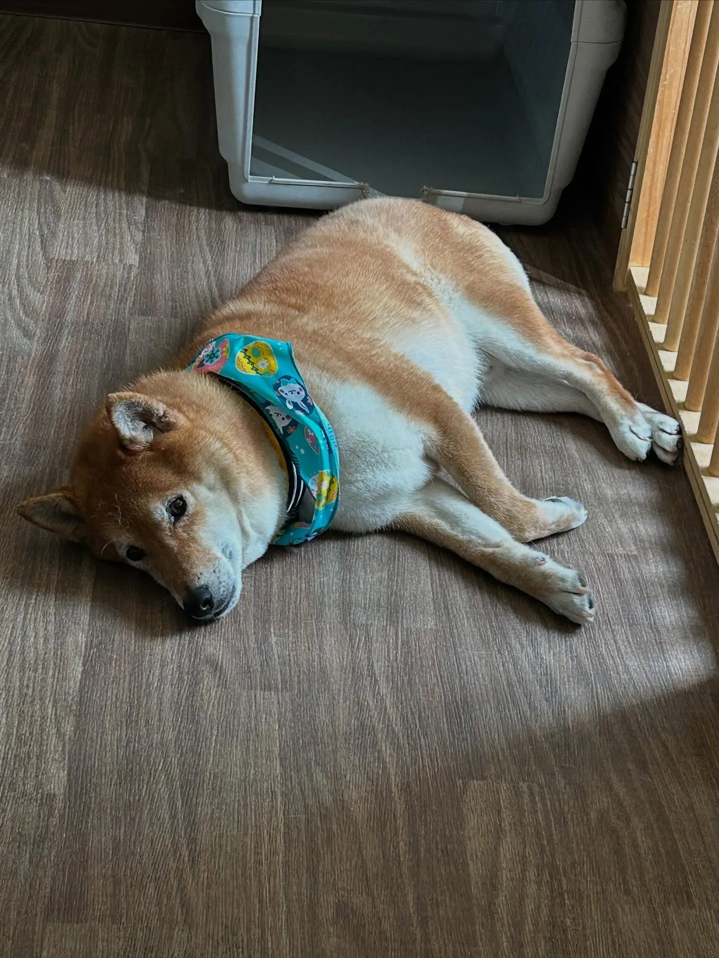 先月アップしきれなかったトリミングわんこたち✨️