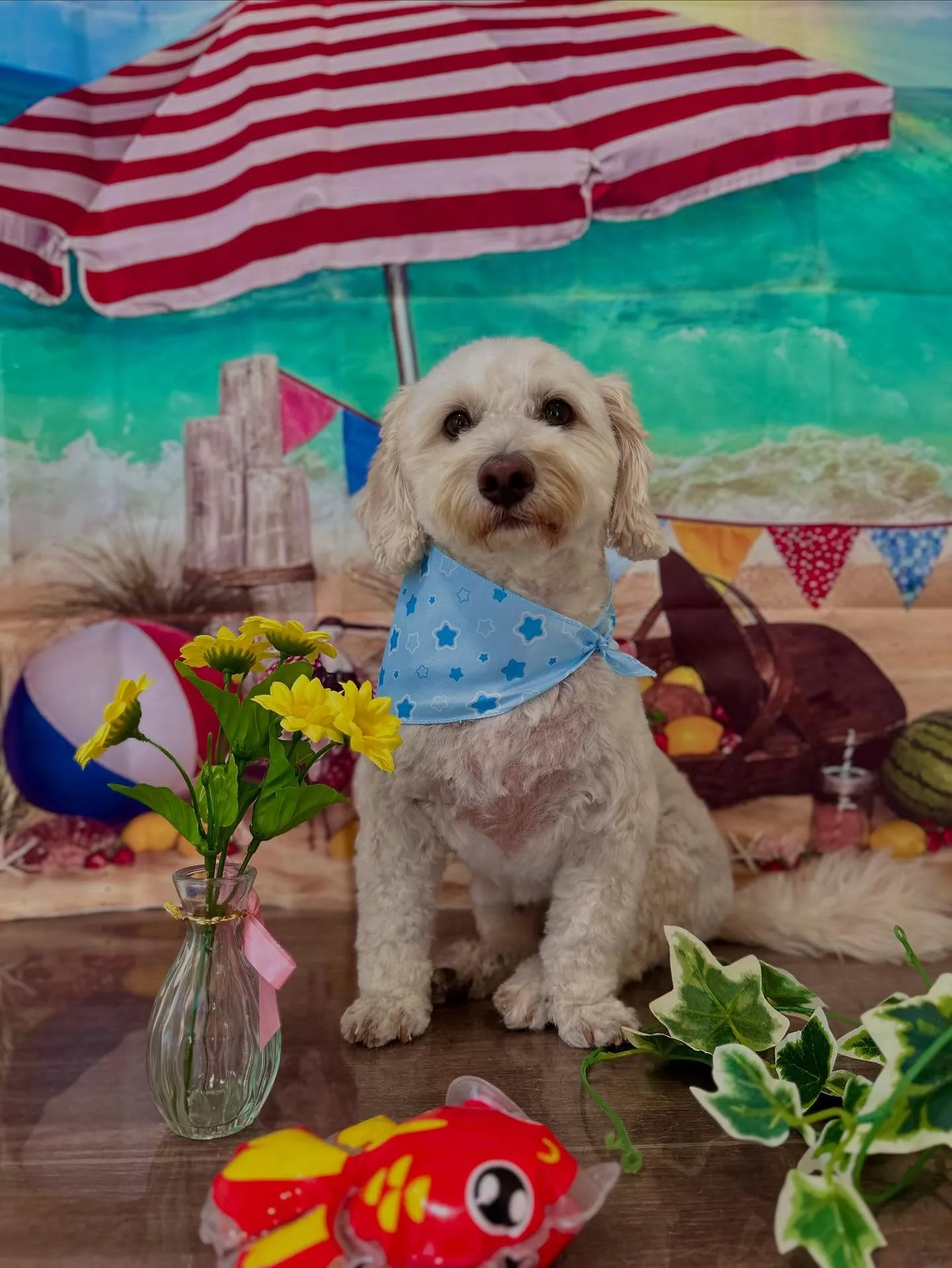 先月アップしきれなかったトリミングわんこたち✨️