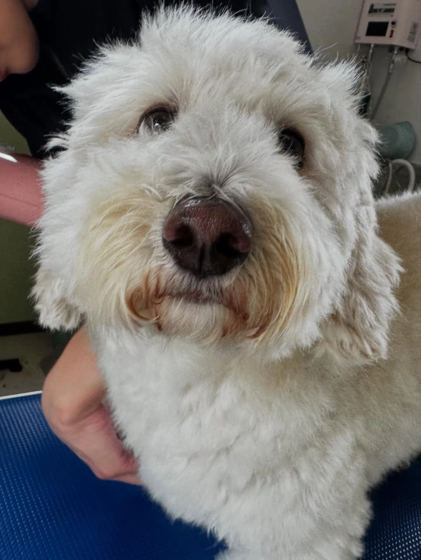 先月アップしきれなかったトリミングわんこたち✨️