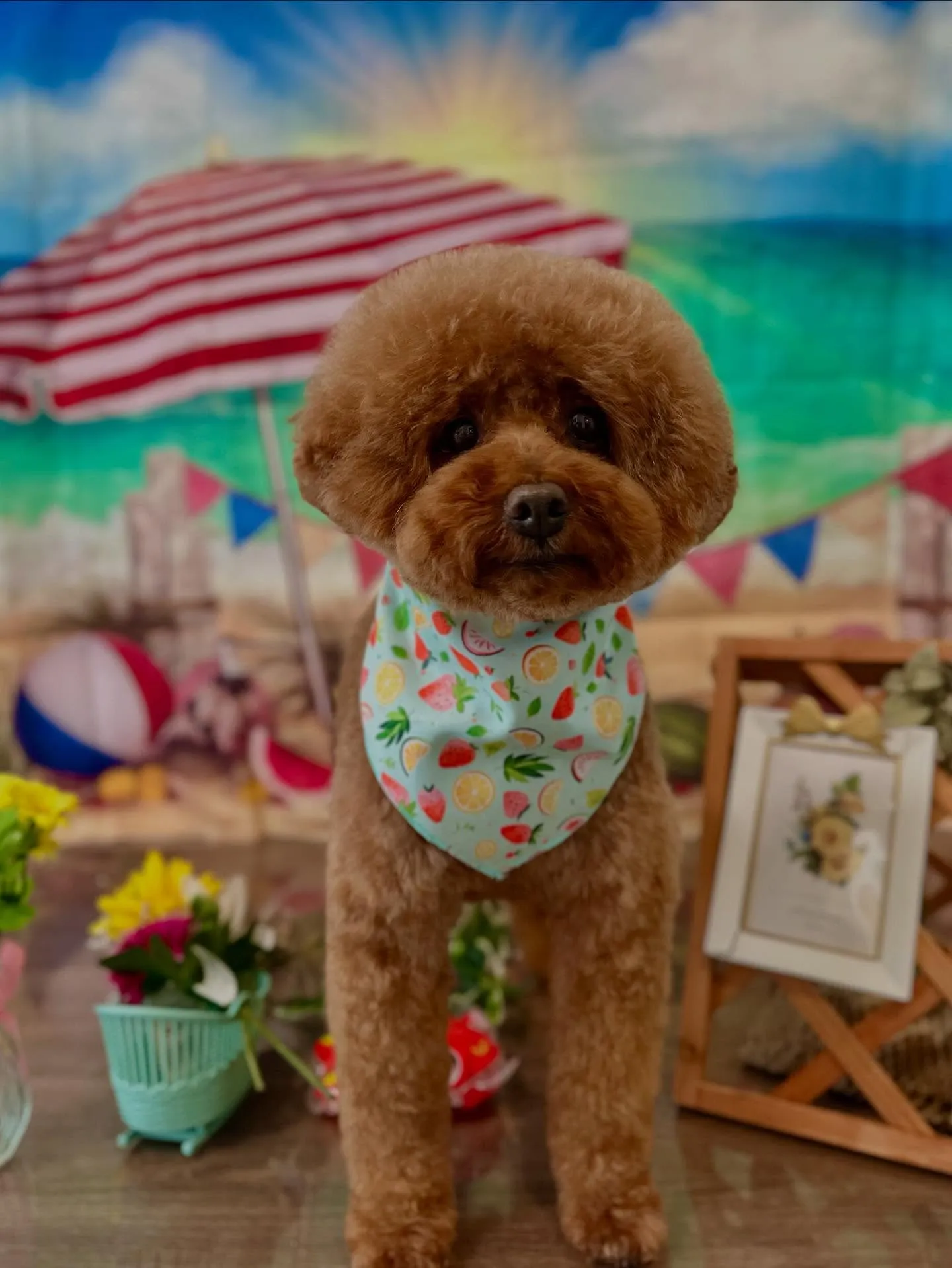 先月アップしきれなかったトリミングわんこたち✨️