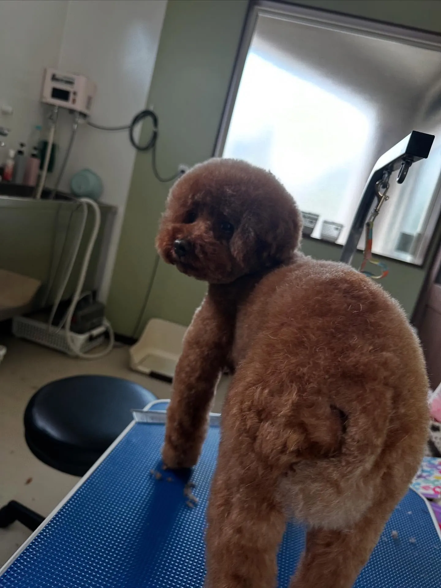 先月アップしきれなかったトリミングわんこたち✨️