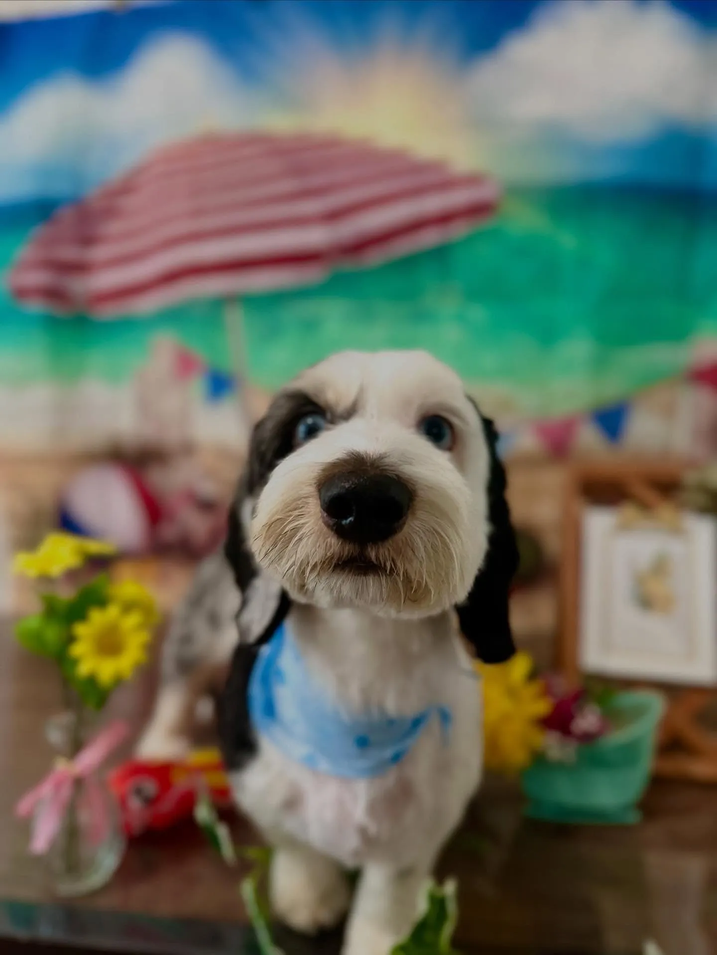 先月アップしきれなかったトリミングわんこたち✨️