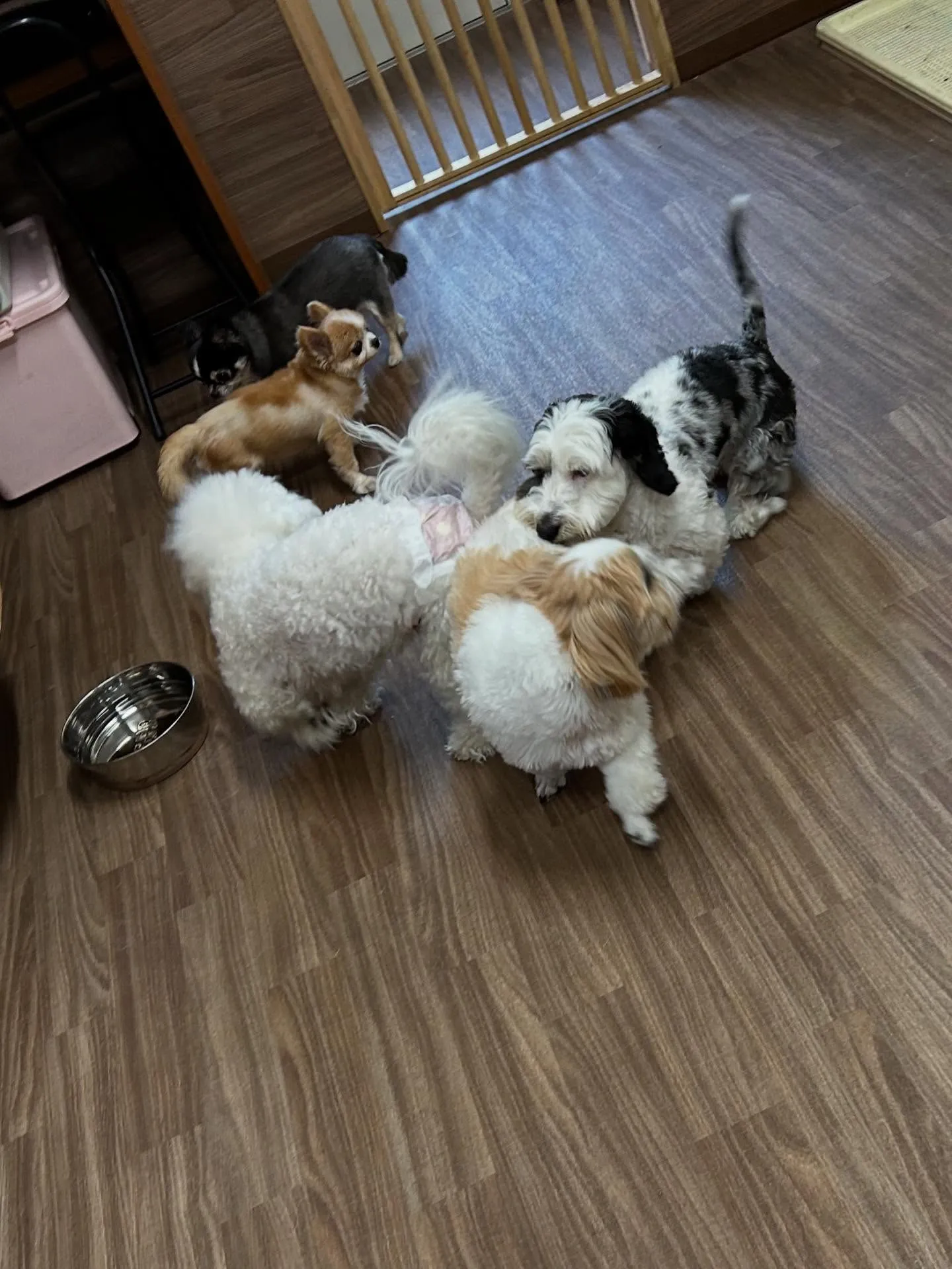 先月アップしきれなかったトリミングわんこたち✨️