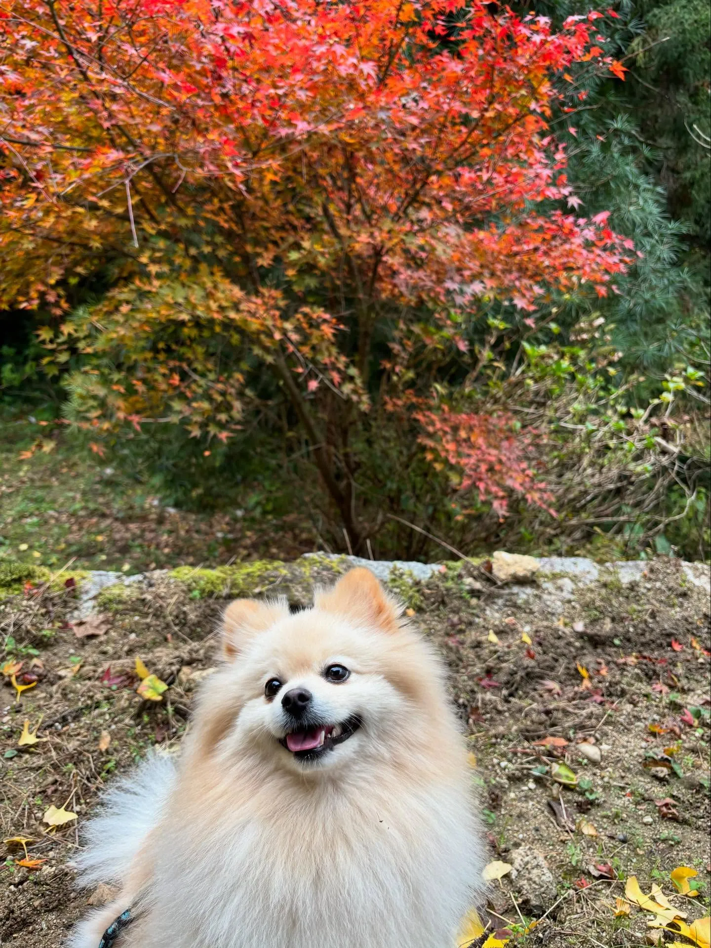11月の営業カレンダーです🍁