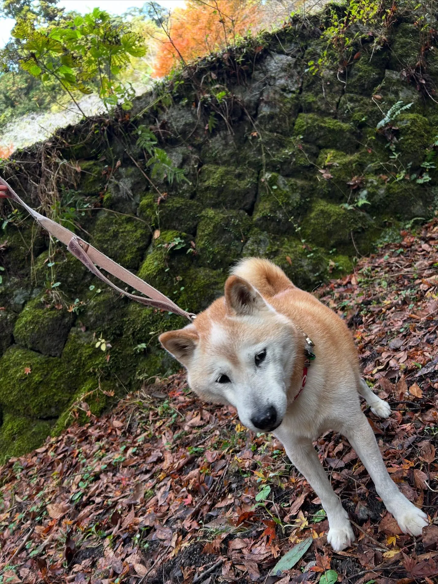 11月の営業カレンダーです🍁