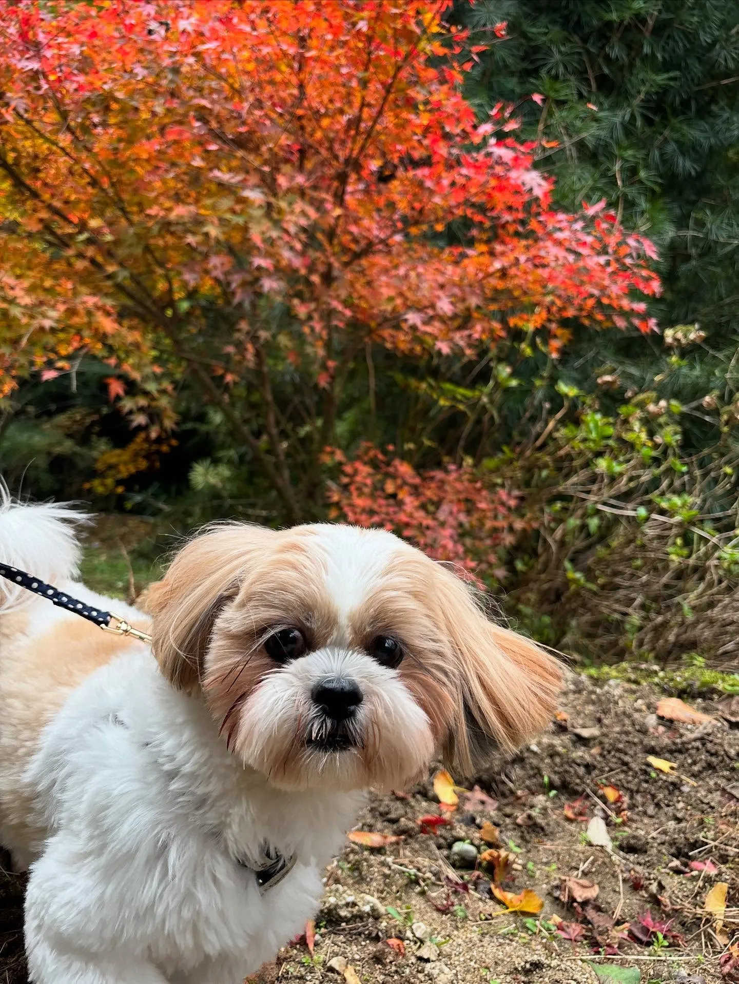 11月の営業カレンダーです🍁