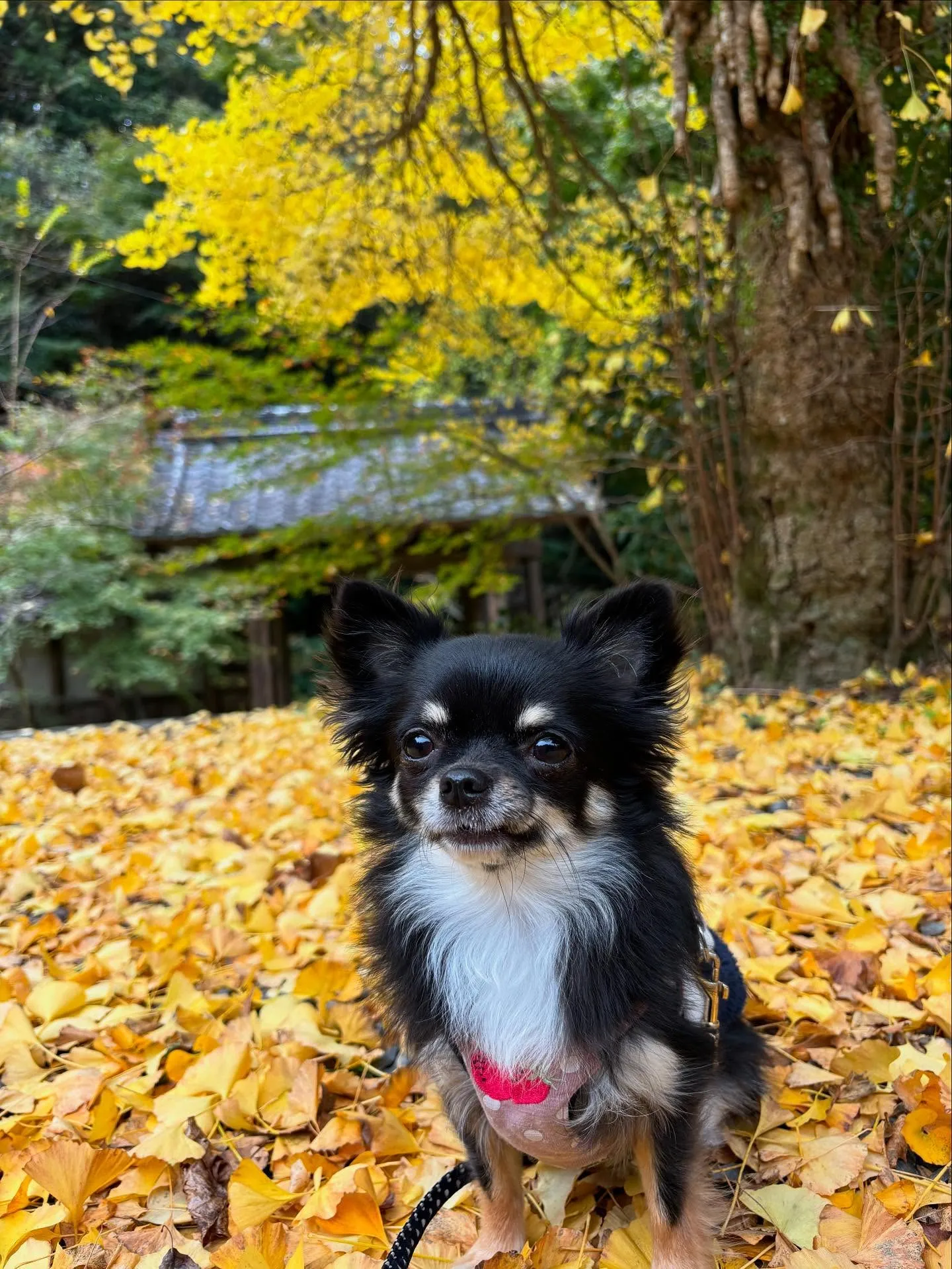 11月の営業カレンダーです🍁