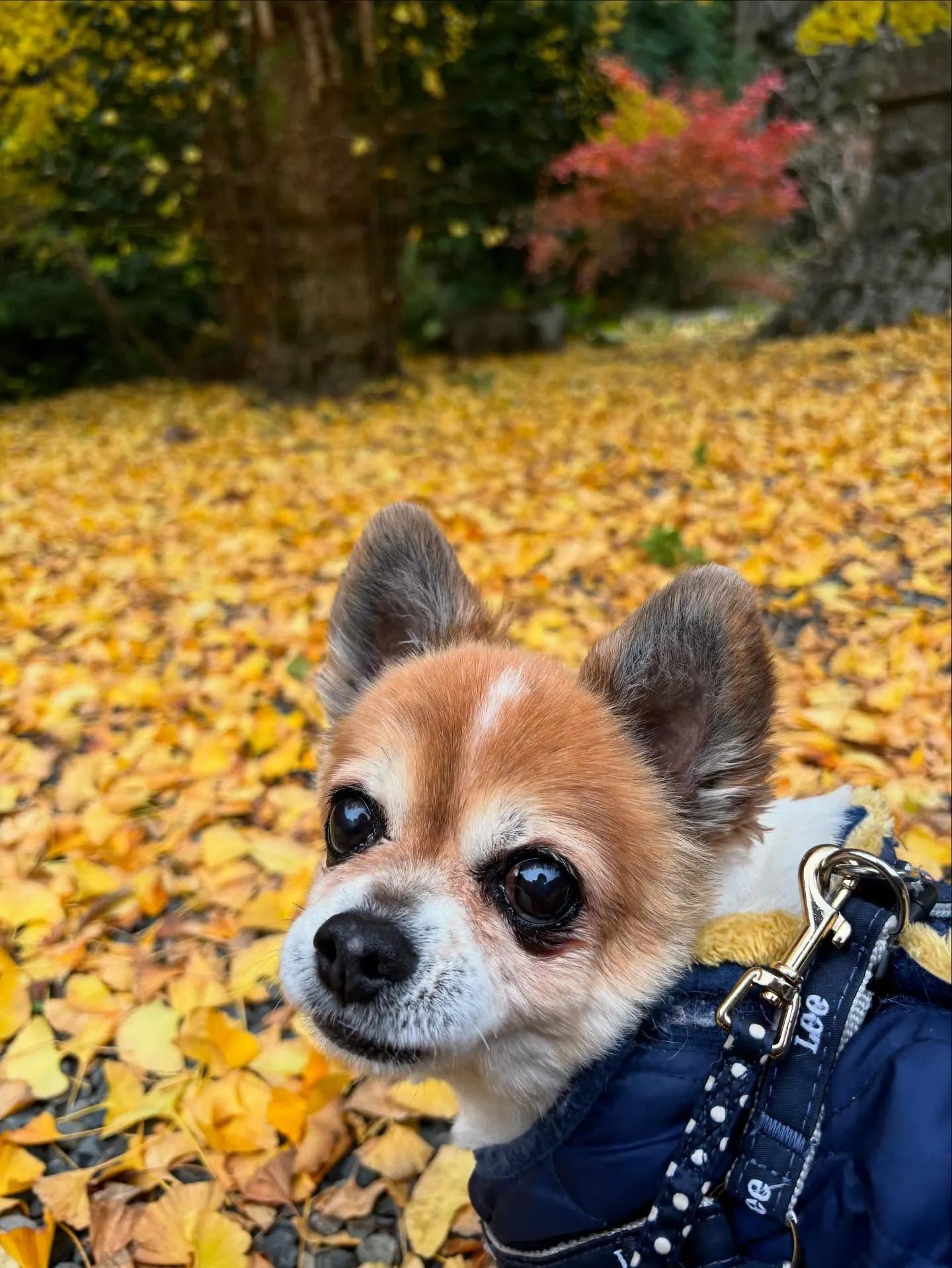 11月の営業カレンダーです🍁