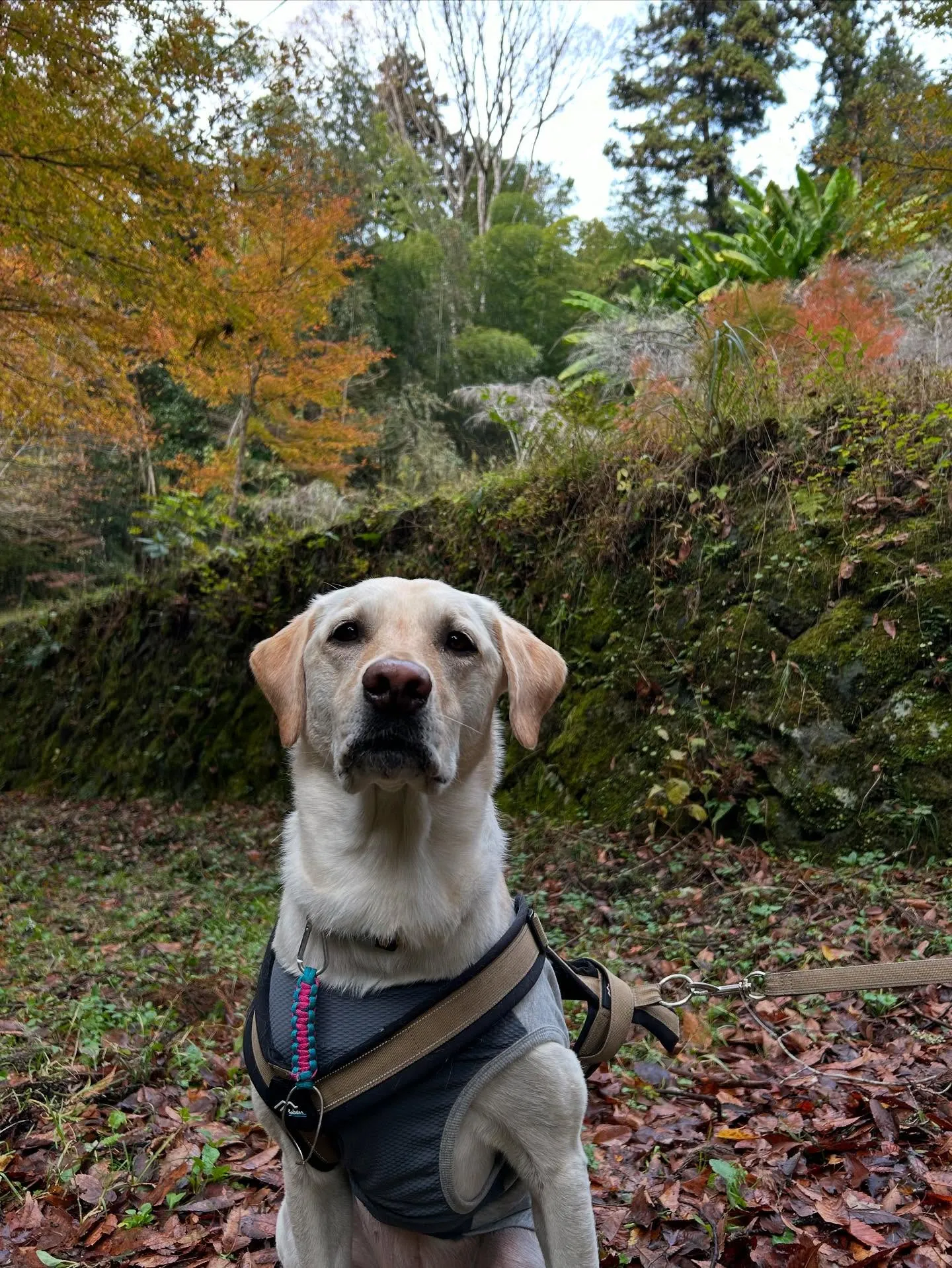 11月の営業カレンダーです🍁