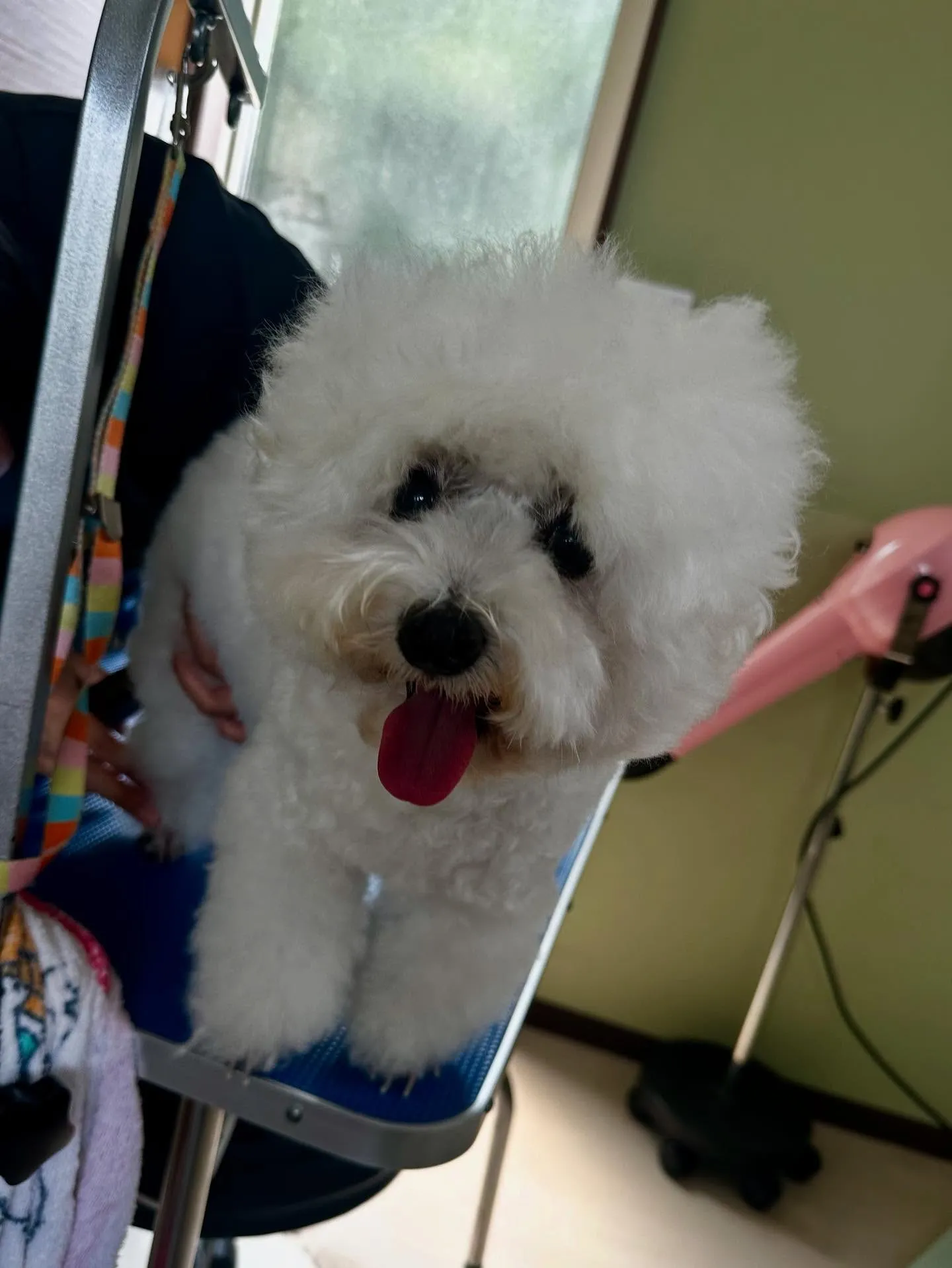 先月アップしきれなかったお手入れわんこたち🐶