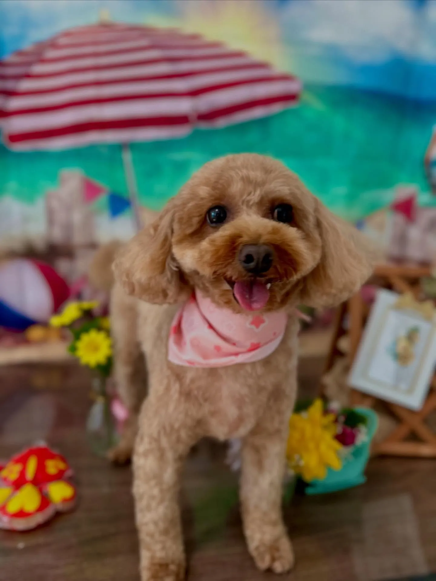 先月アップしきれなかったお手入れわんこたち🐶