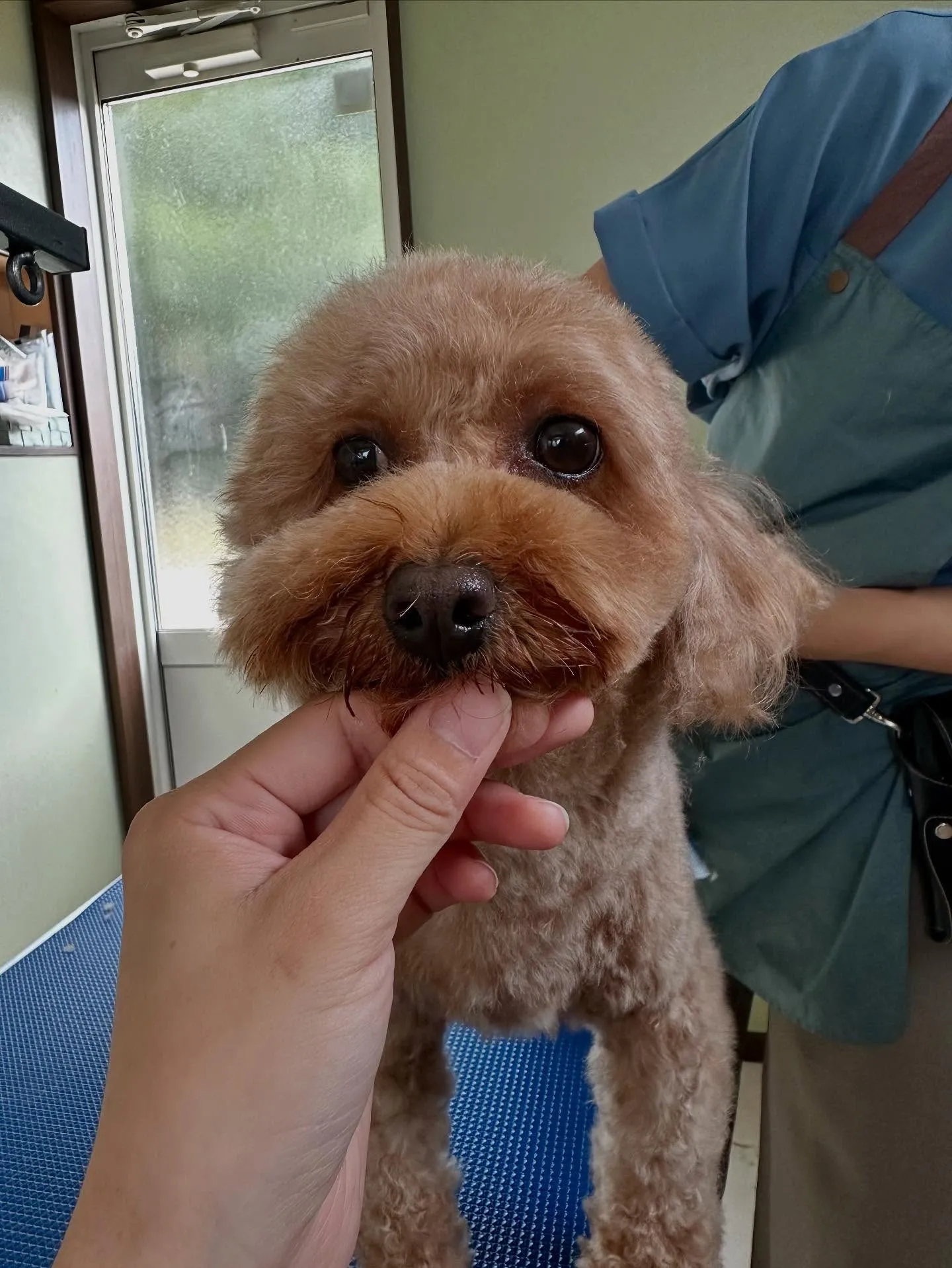 先月アップしきれなかったお手入れわんこたち🐶