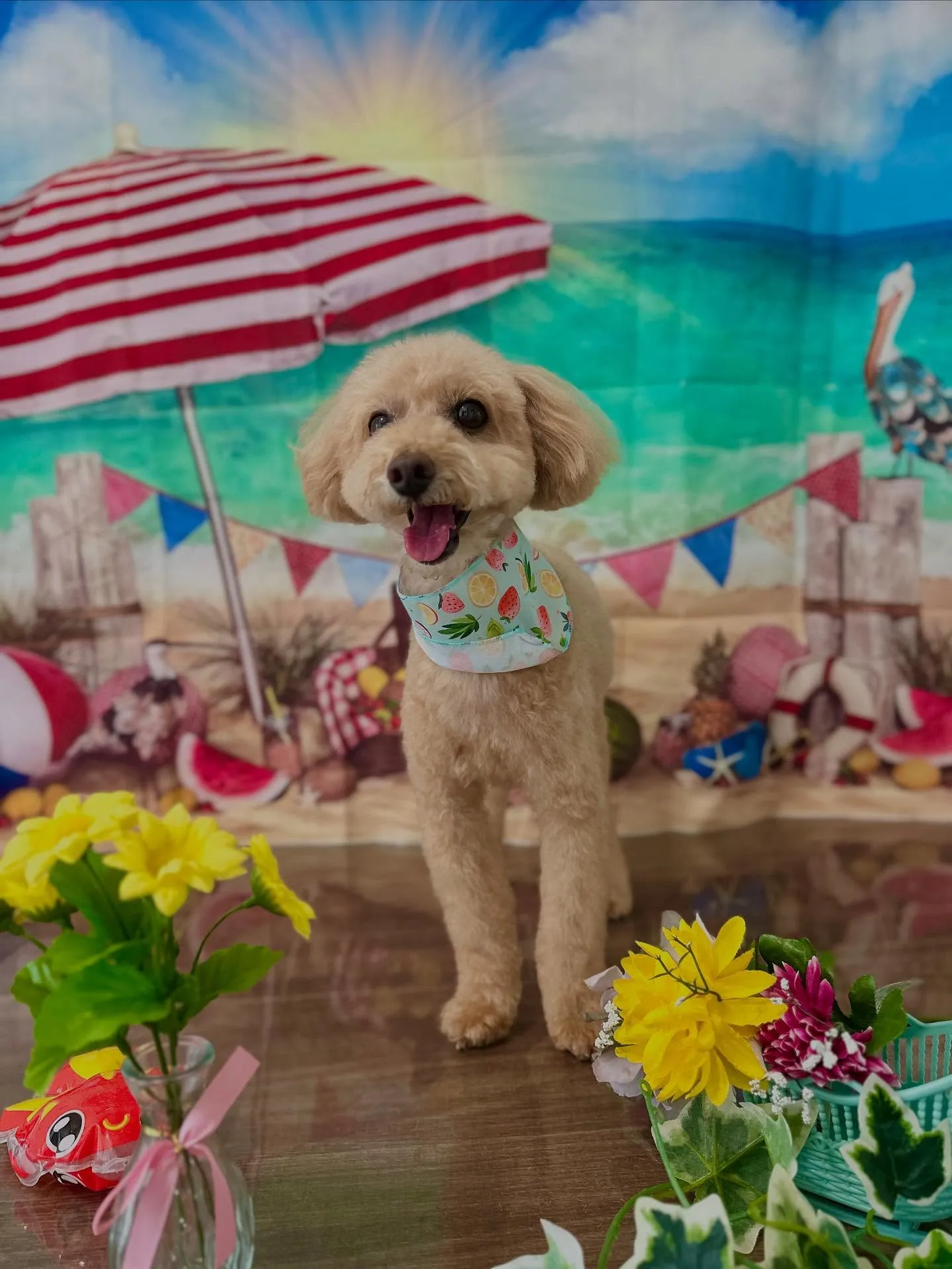 先月アップしきれなかったお手入れわんこたち🐶