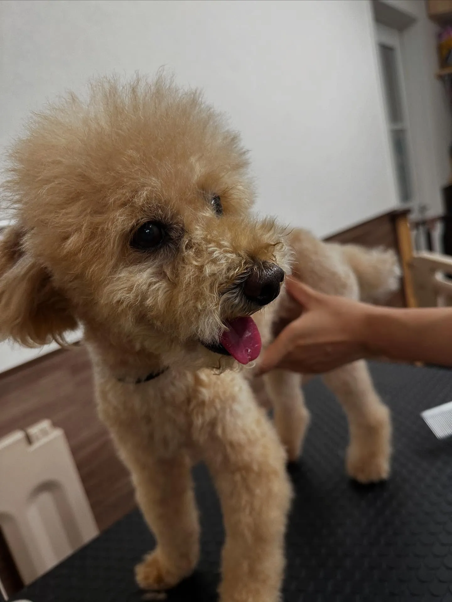 先月アップしきれなかったお手入れわんこたち🐶