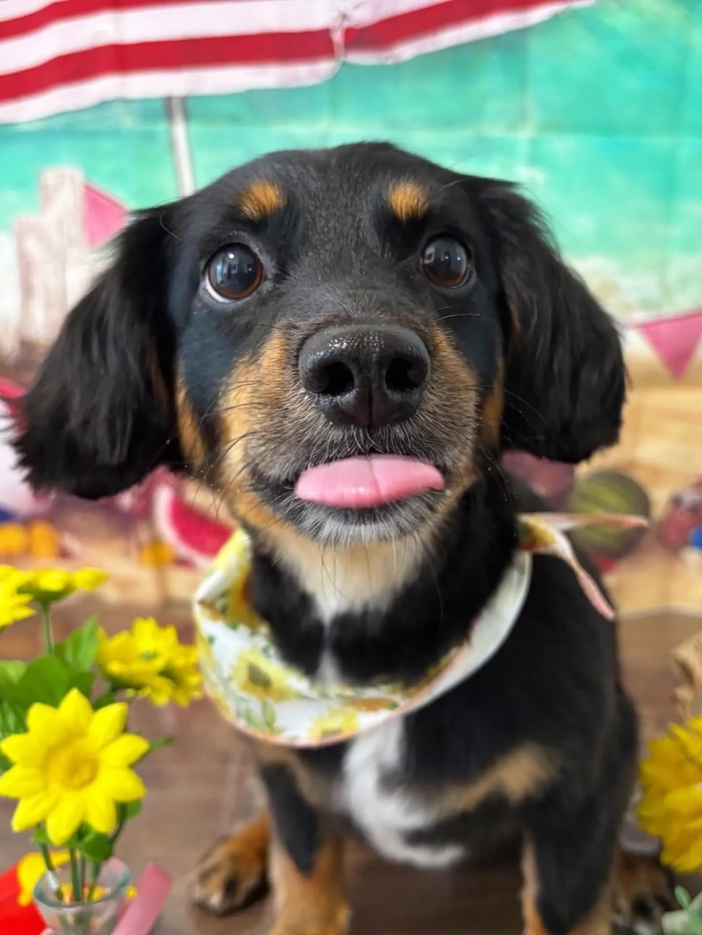 先月アップしきれなかったお手入れわんこたち🐶