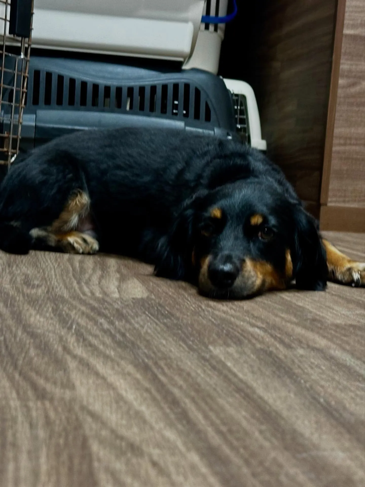 先月アップしきれなかったお手入れわんこたち🐶