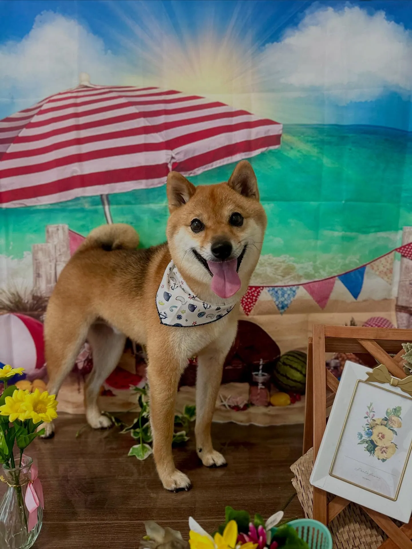 先月アップしきれなかったお手入れわんこたち🐶