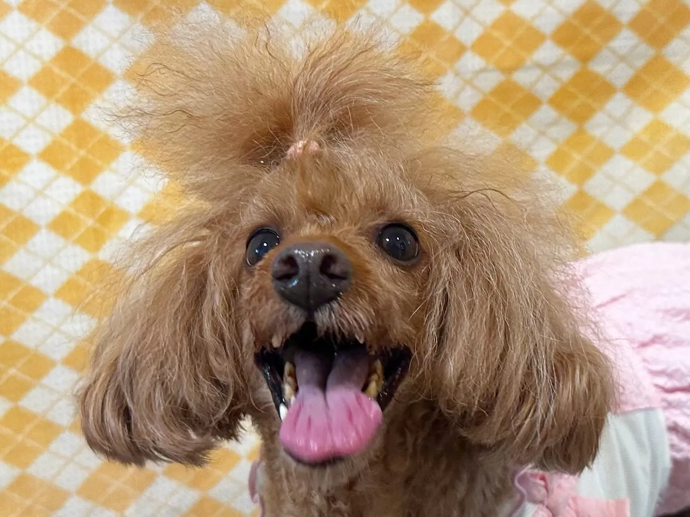 8月の写真撮影会イベントで撮った写真で作ったカバンが続々とお...