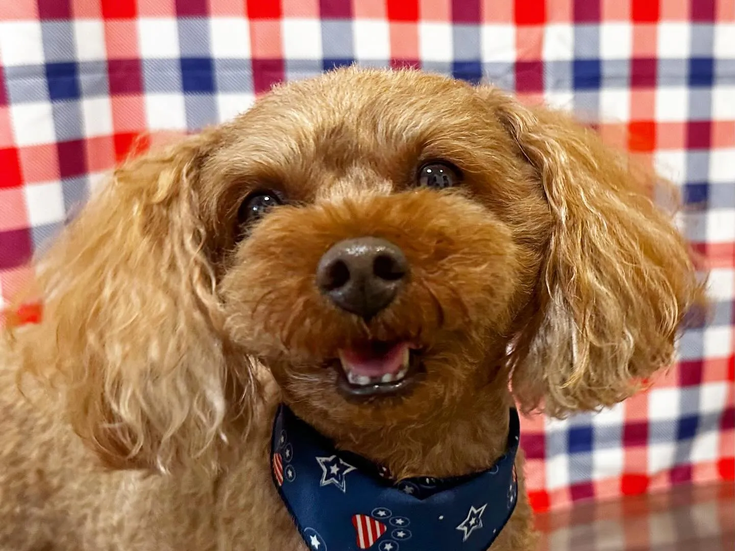 8月の写真撮影会イベントで撮った写真で作ったカバンが続々とお...