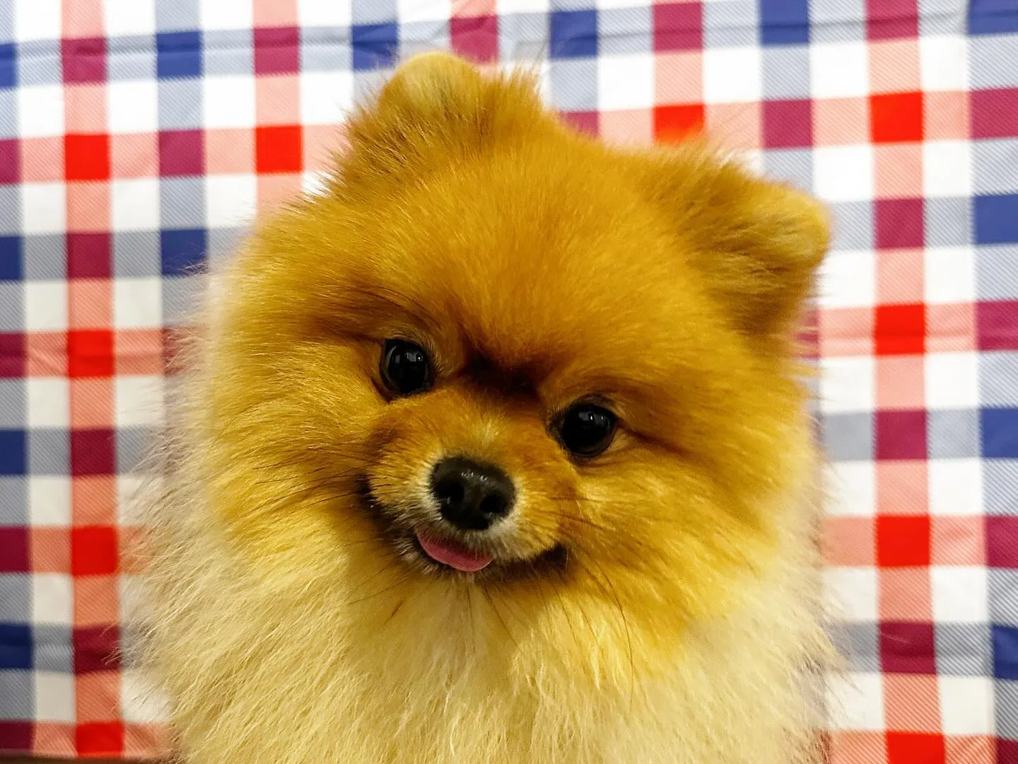 8月の写真撮影会イベントで撮った写真で作ったカバンが続々とお...