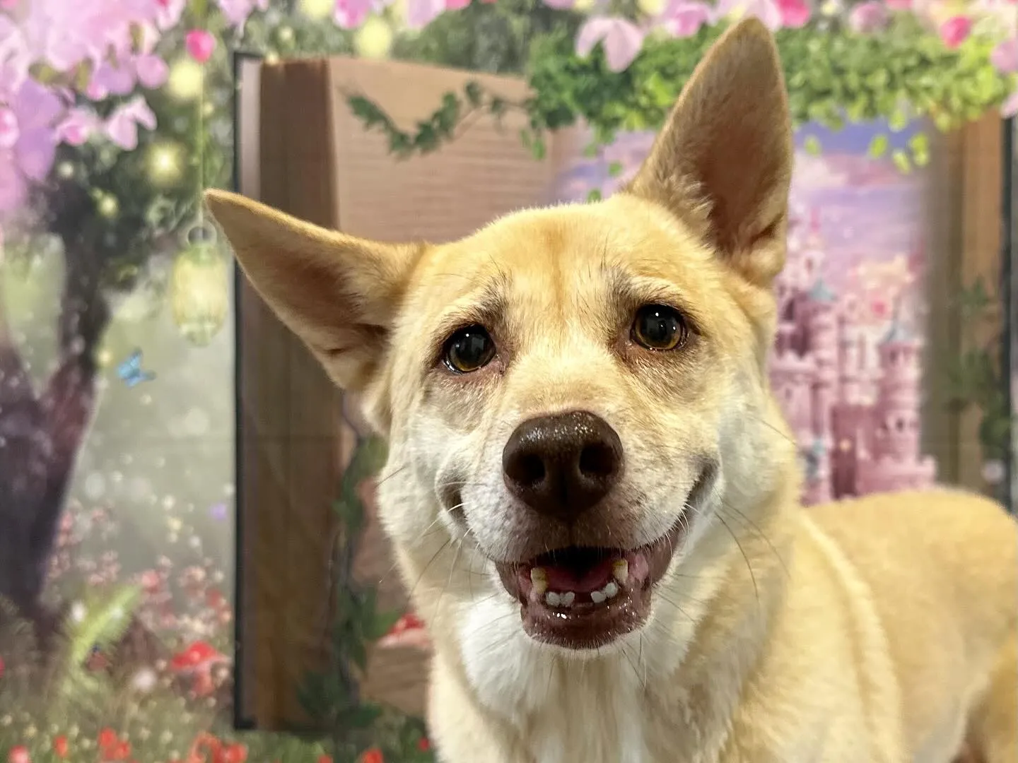 8月の写真撮影会イベントで撮った写真で作ったカバンが続々とお...