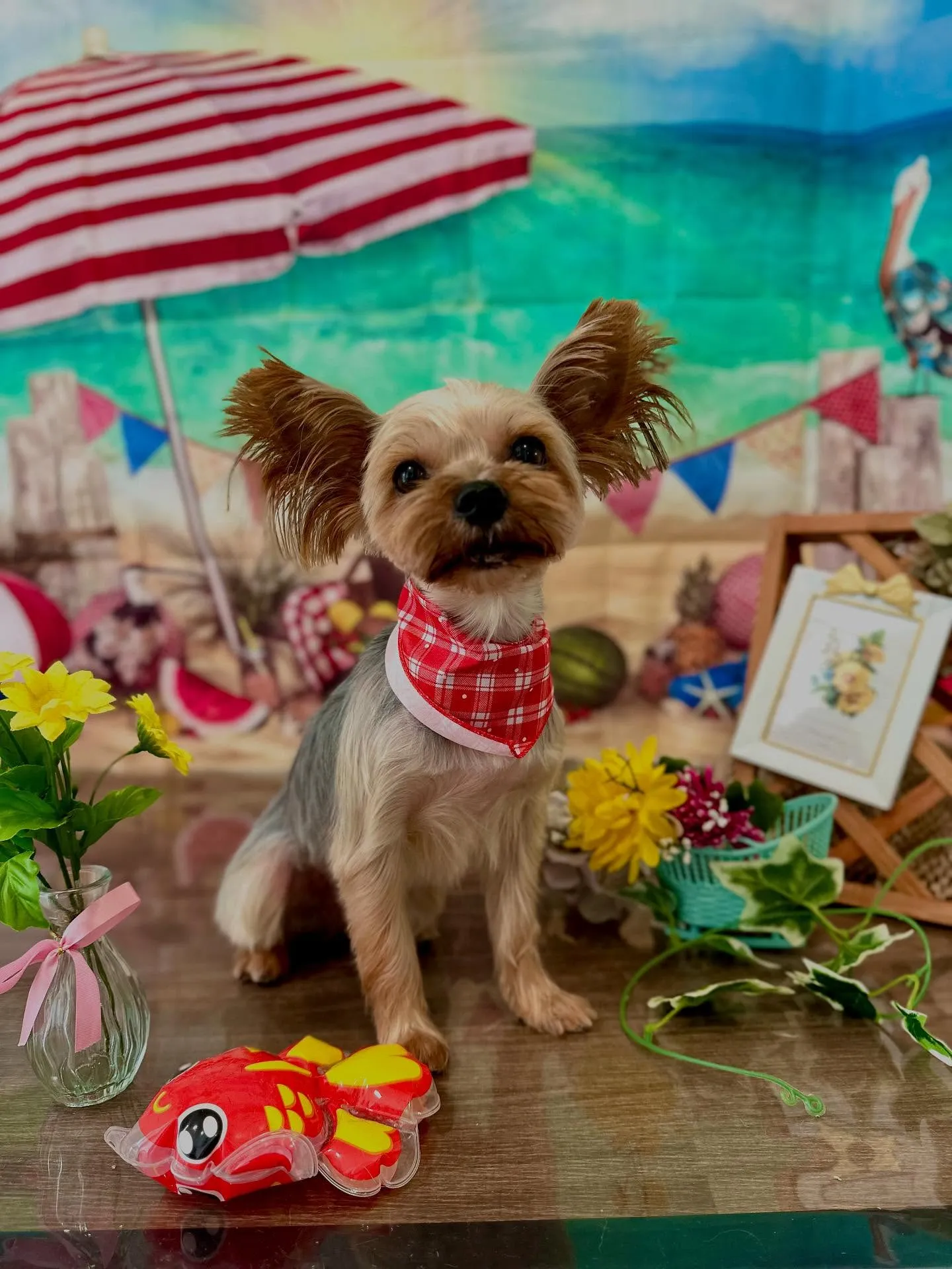 先月アップしきれなかったお手入れわんこさんたちです🎶