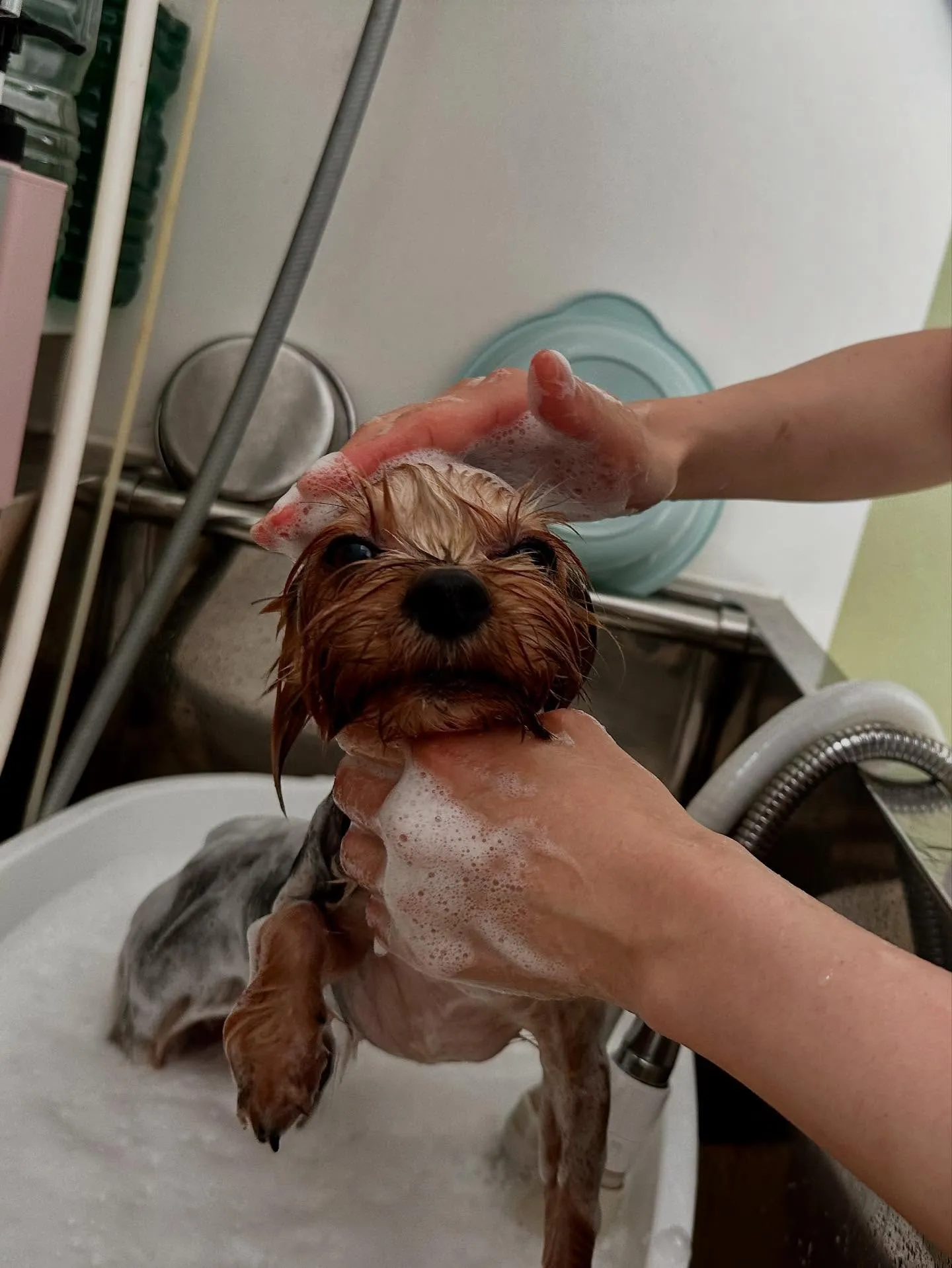 先月アップしきれなかったお手入れわんこさんたちです🎶