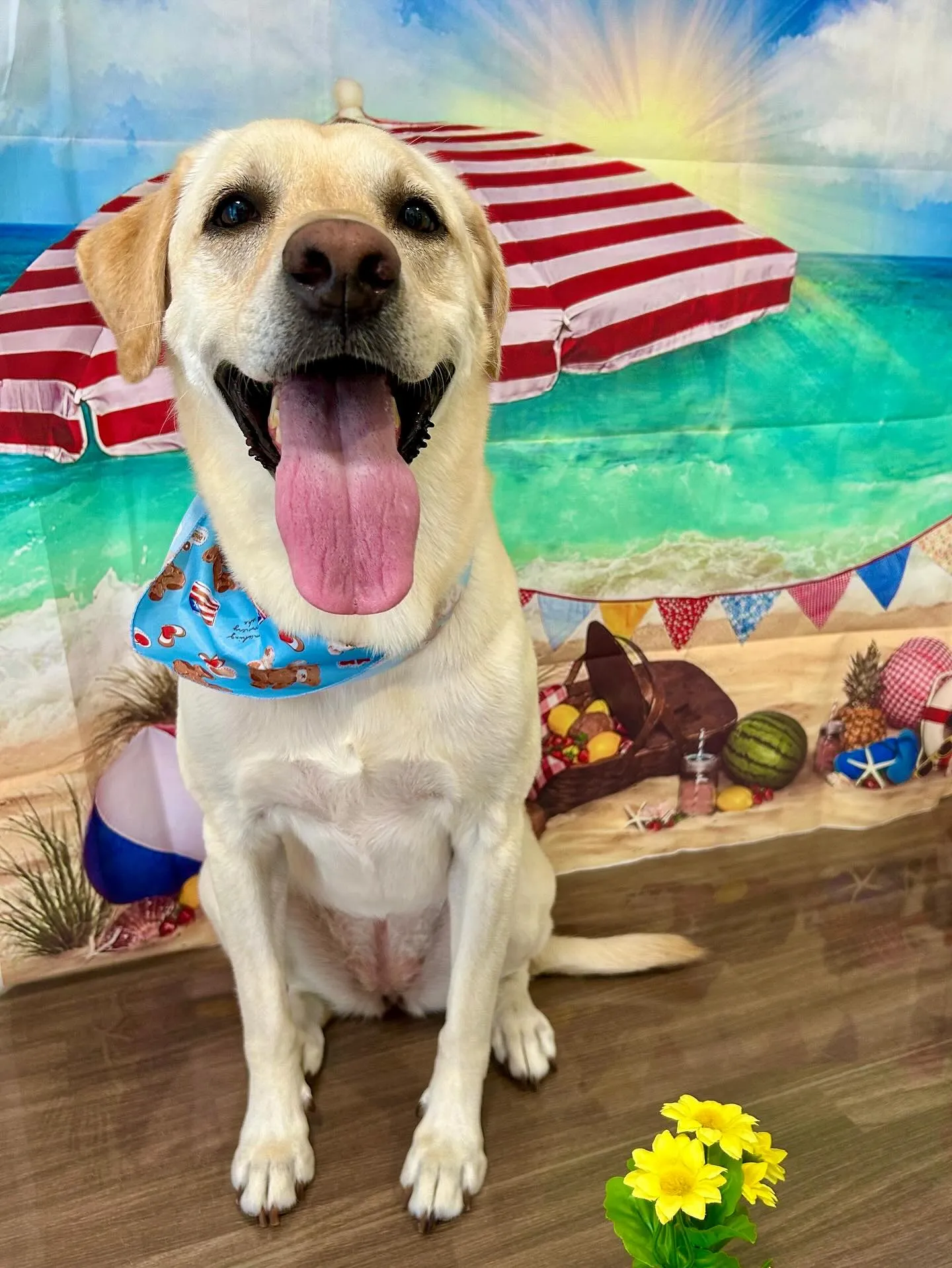 先月アップしきれなかったお手入れわんこさんたちです🎶