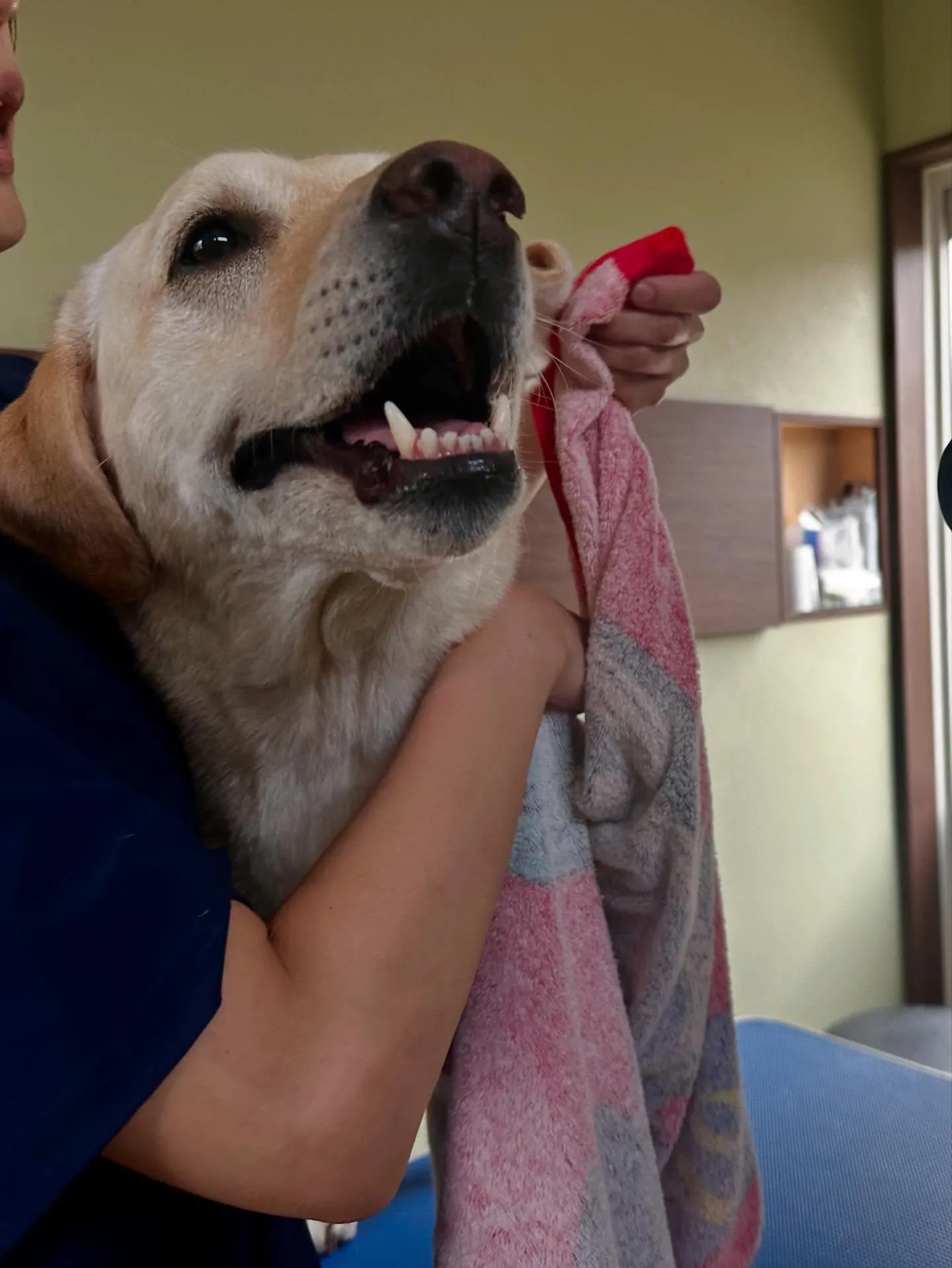 先月アップしきれなかったお手入れわんこさんたちです🎶