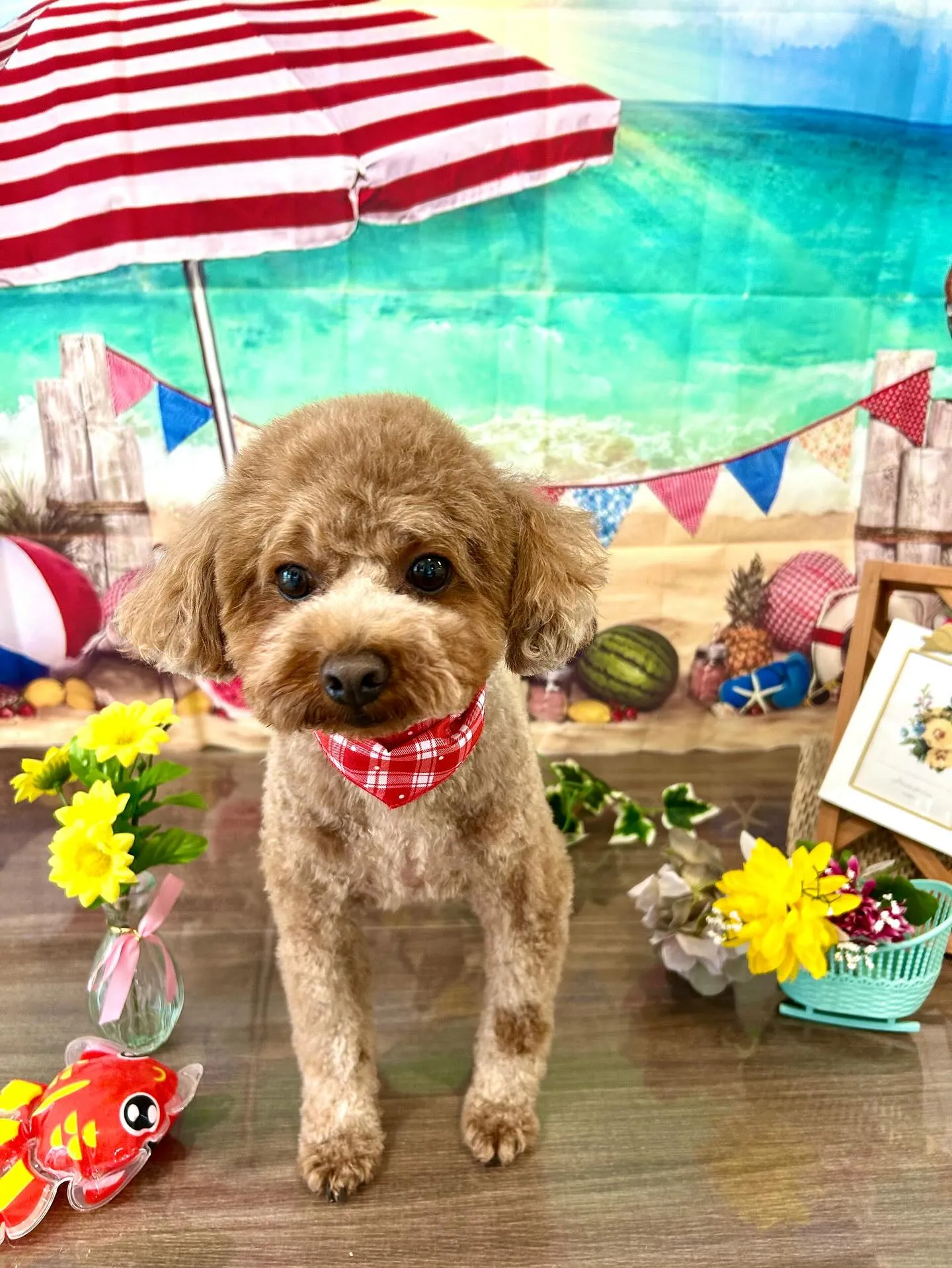 先月アップしきれなかったお手入れわんこさんたちです🎶