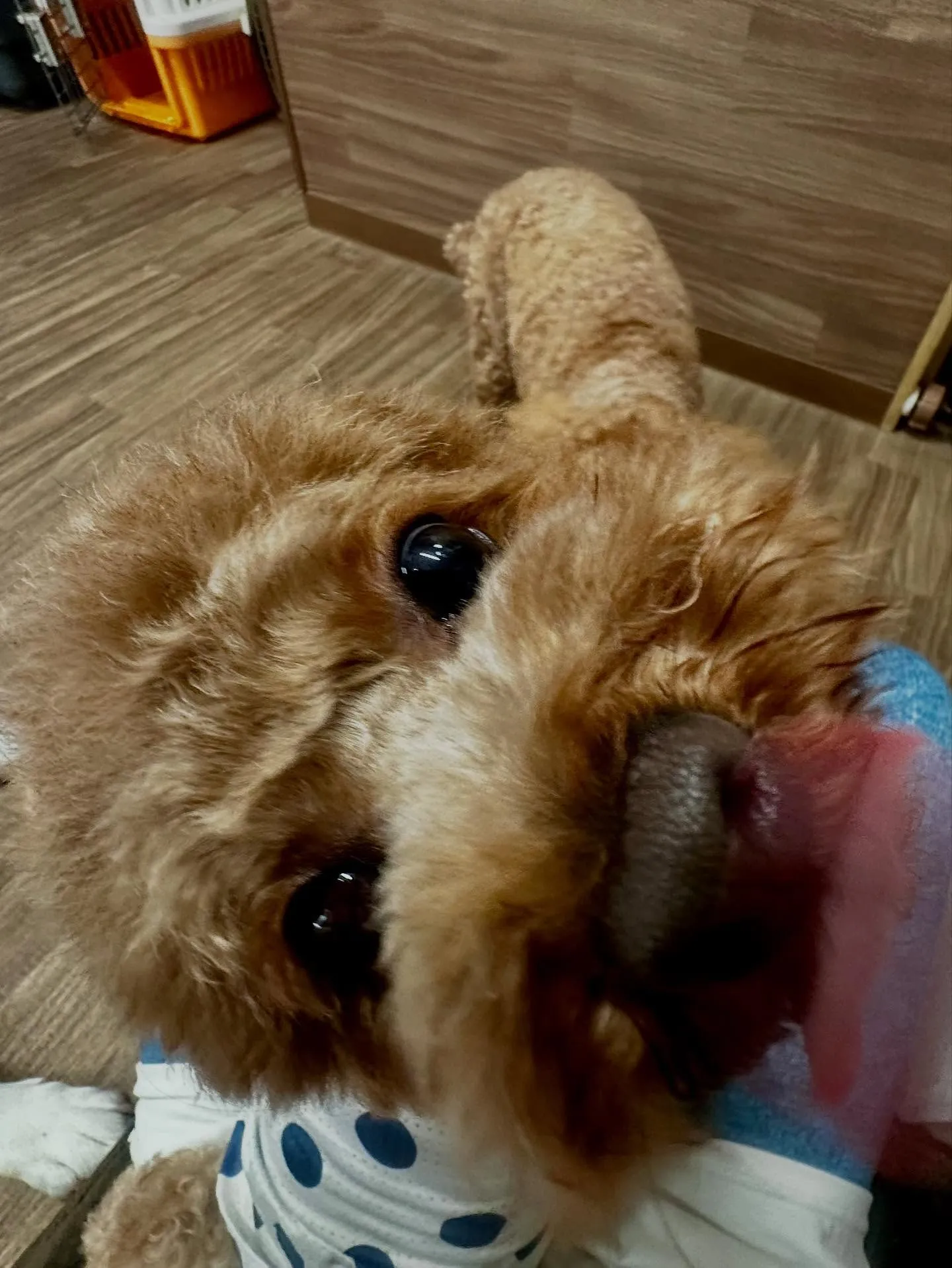 先月アップしきれなかったお手入れわんこさんたちです🎶