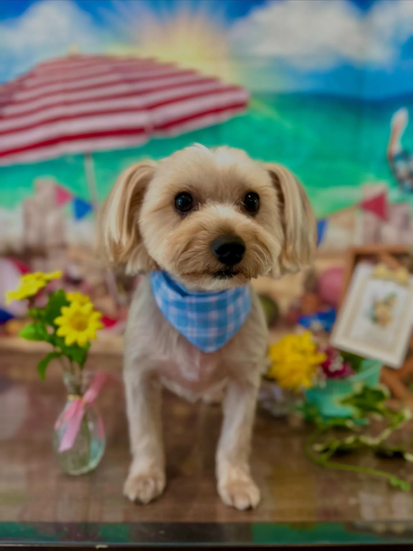 先月アップしきれなかったお手入れわんこさんたちです🎶