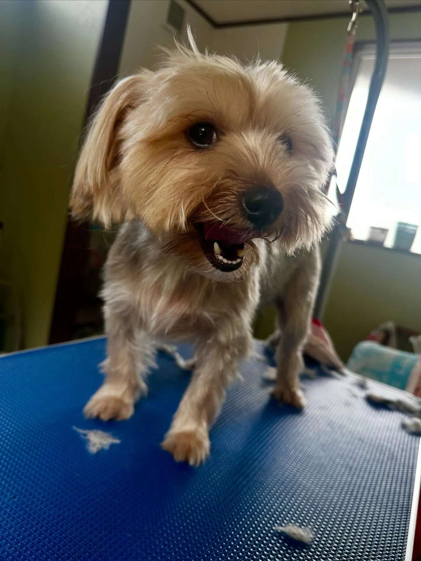 先月アップしきれなかったお手入れわんこさんたちです🎶