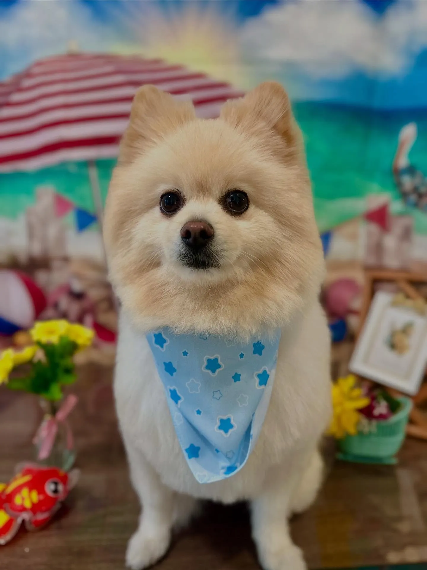 先月アップしきれなかったお手入れわんこさんたちです🎶