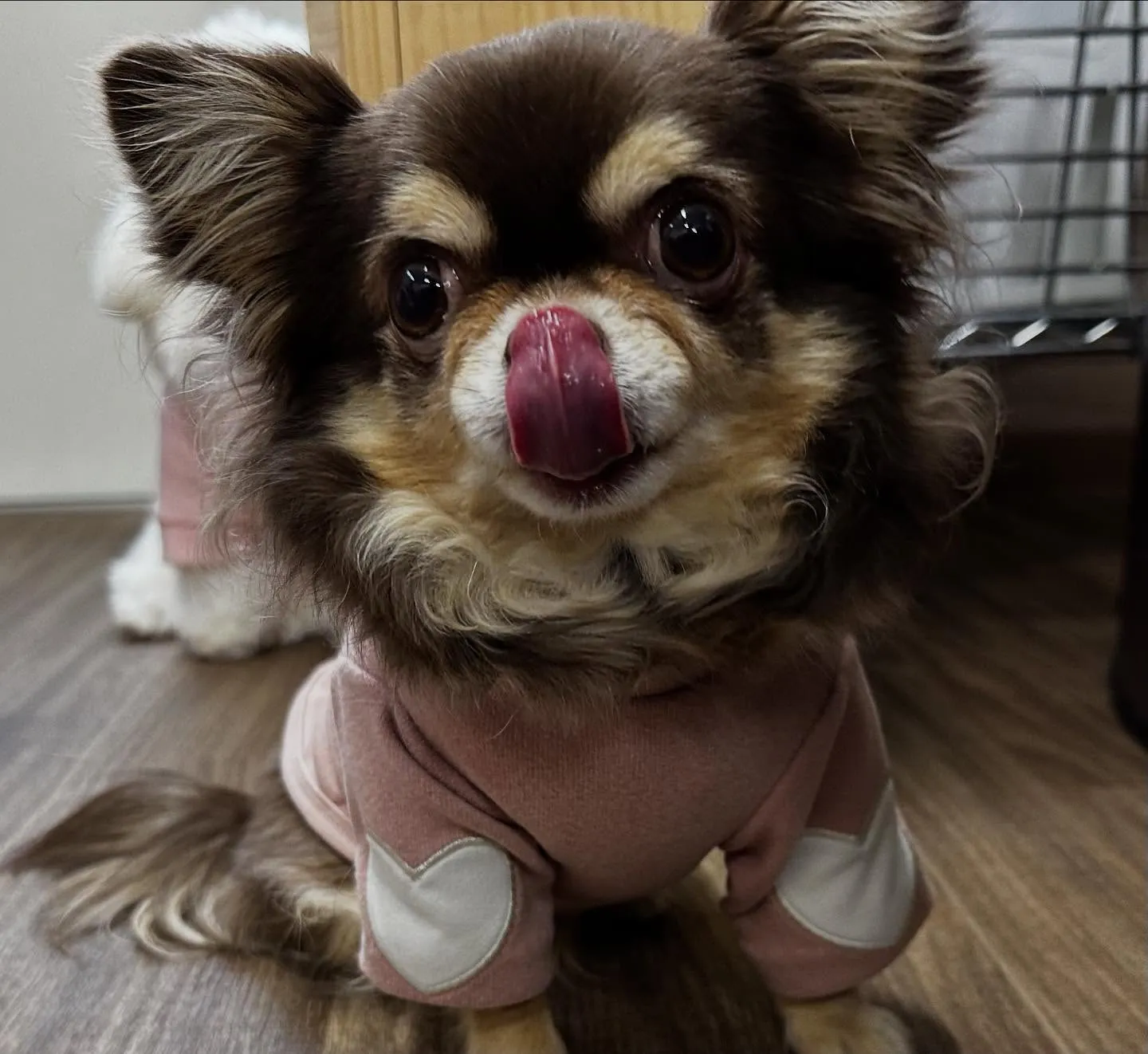 入会してくれたテンちゃんです💖