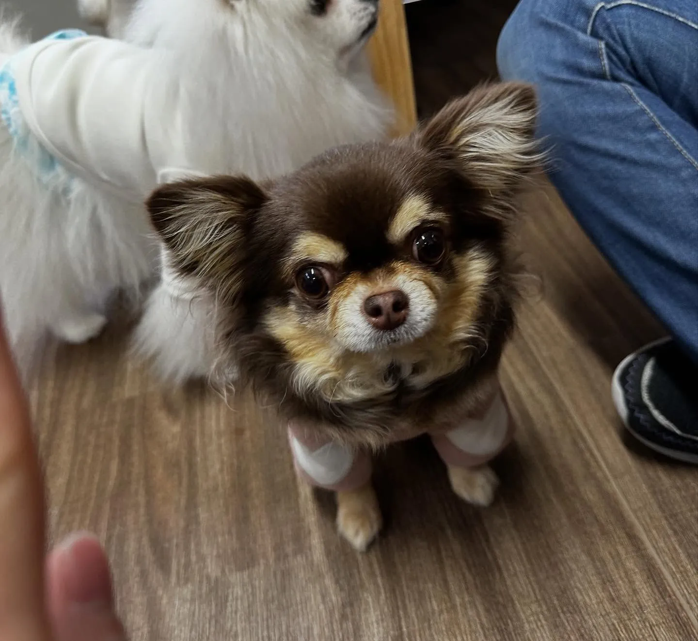 入会してくれたテンちゃんです💖