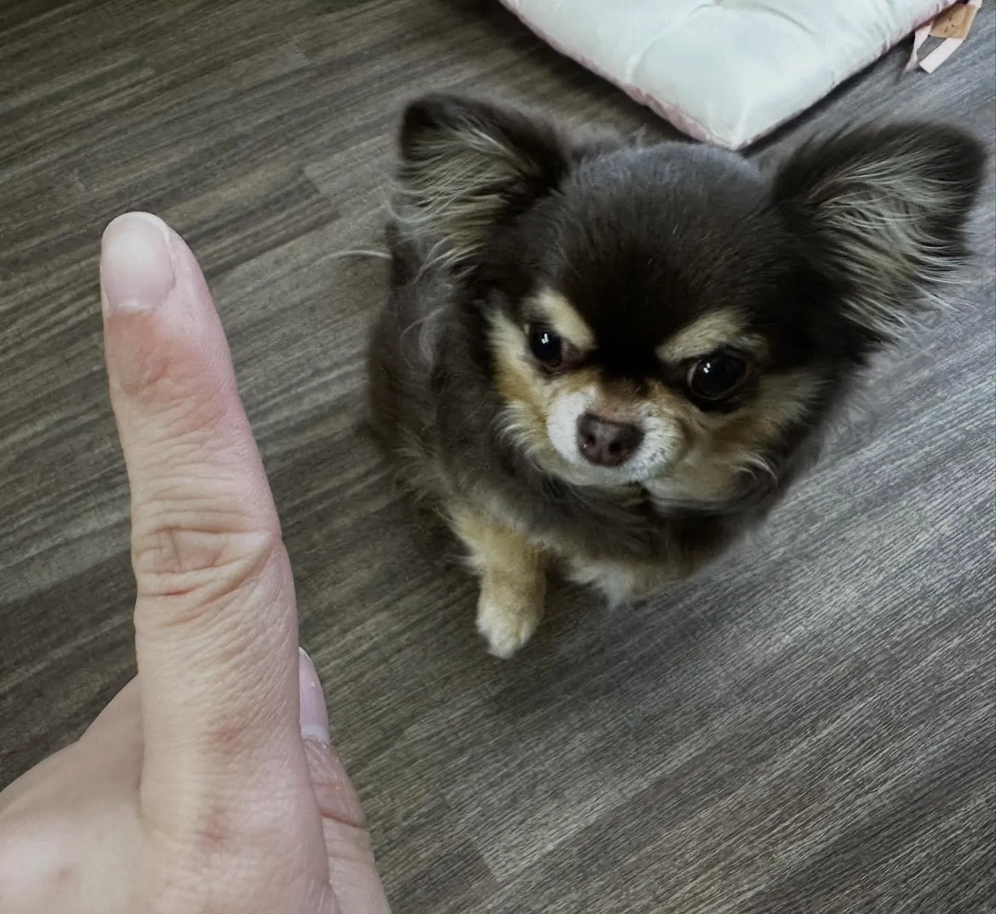 入会してくれたテンちゃんです💖