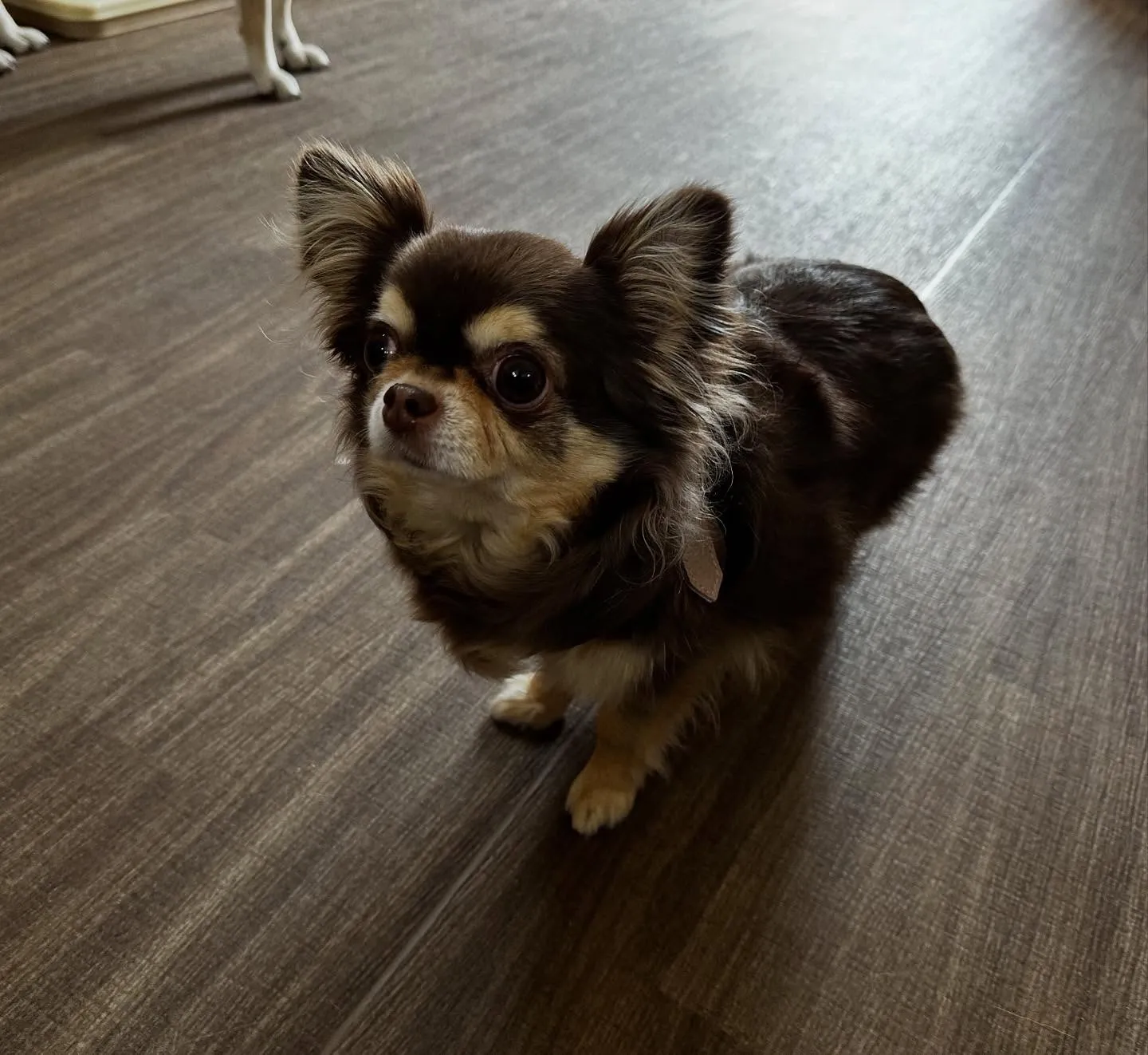 入会してくれたテンちゃんです💖