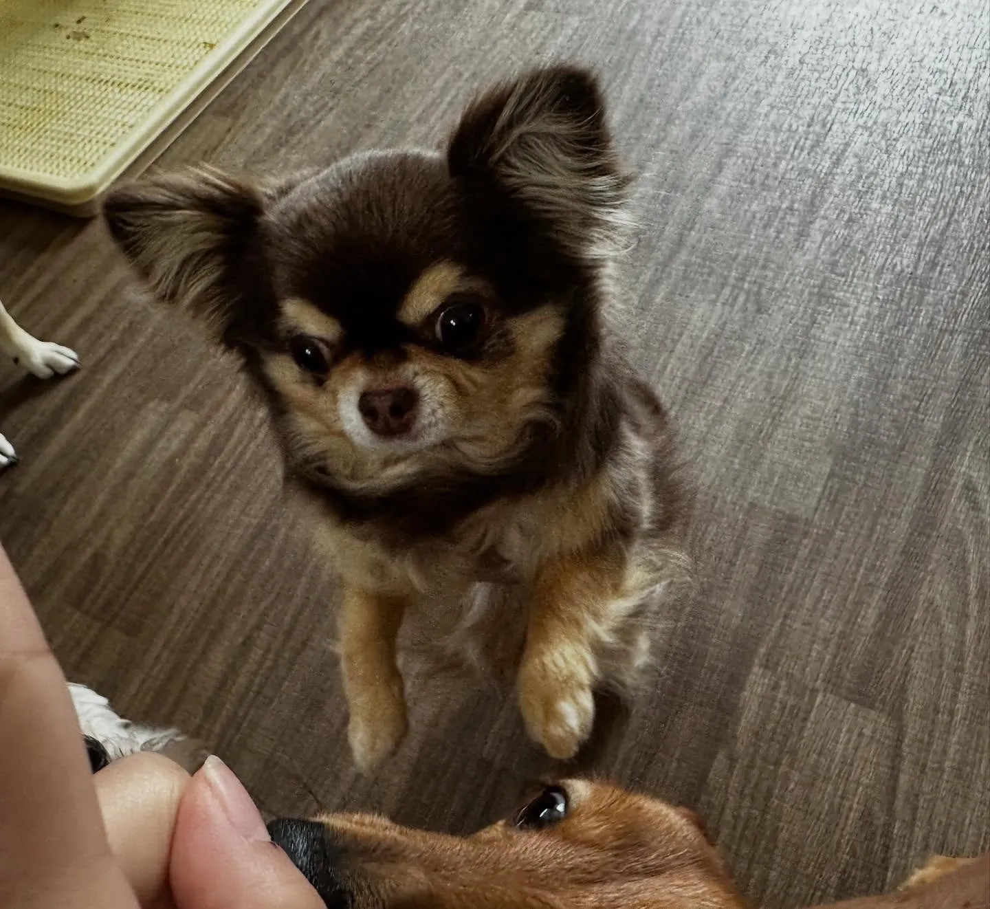 入会してくれたテンちゃんです💖