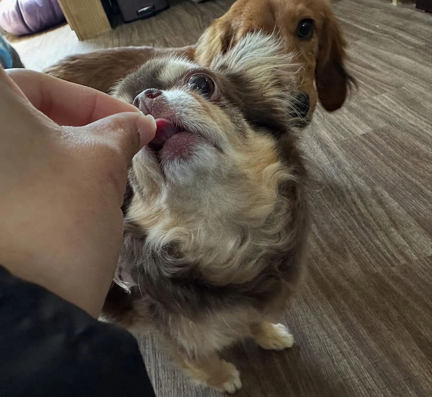 入会してくれたテンちゃんです💖