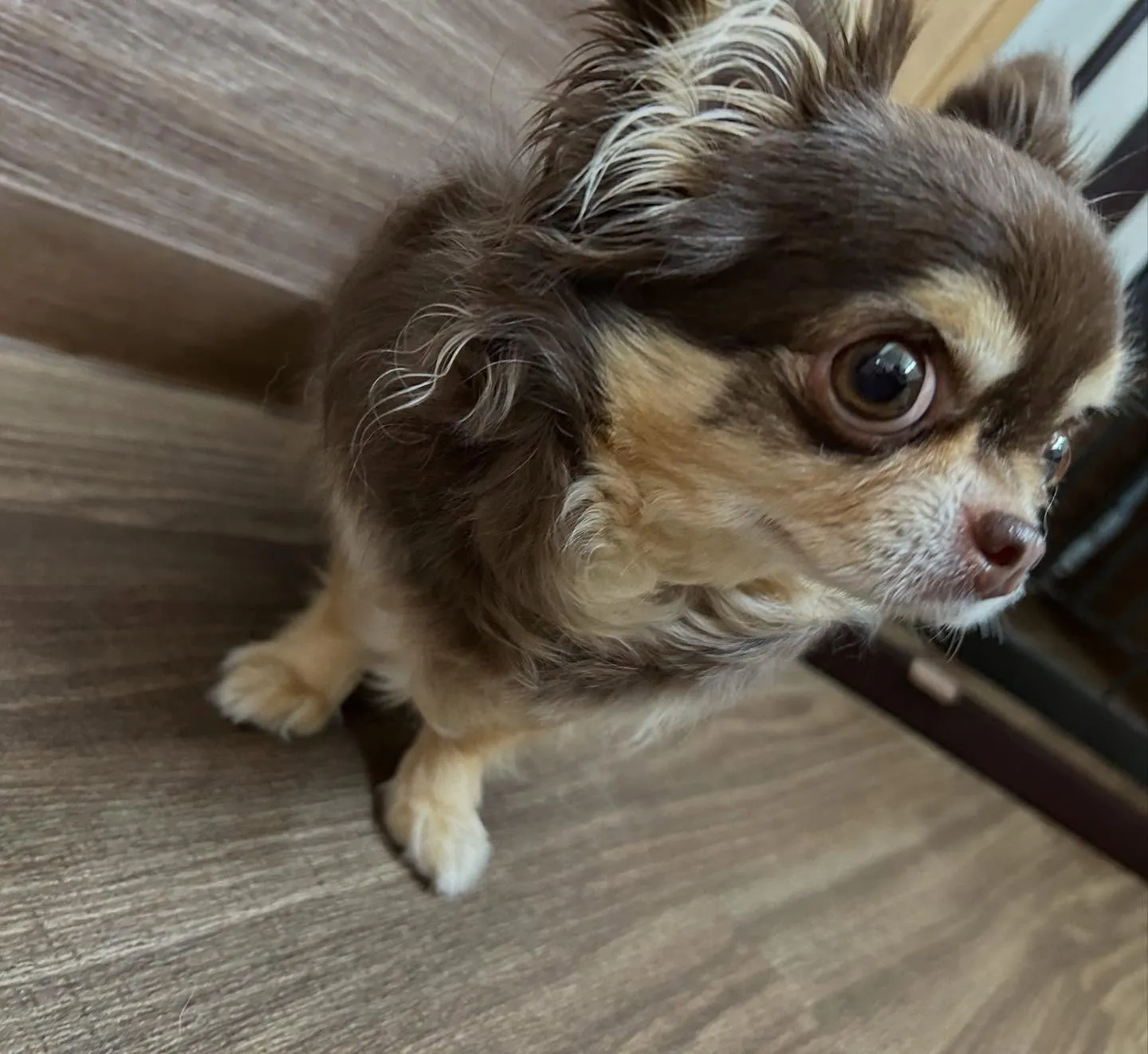 入会してくれたテンちゃんです💖