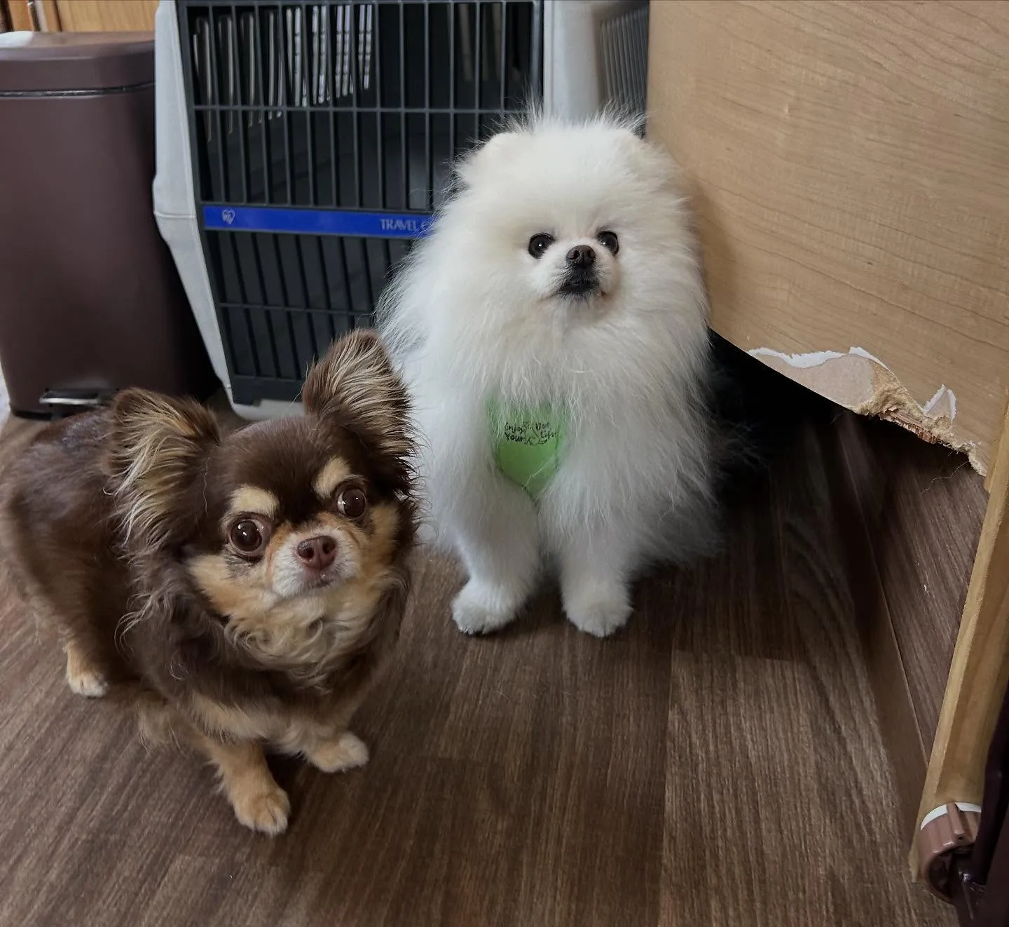 入会してくれたテンちゃんです💖