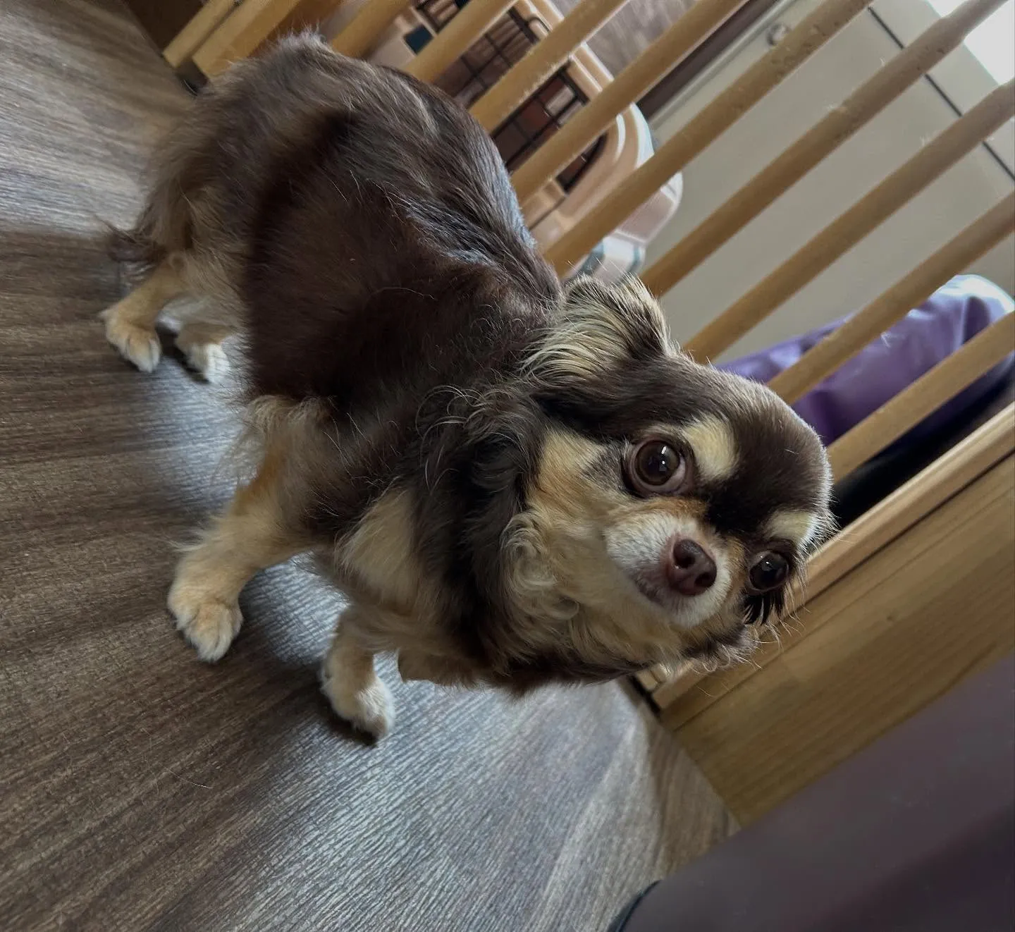 入会してくれたテンちゃんです💖