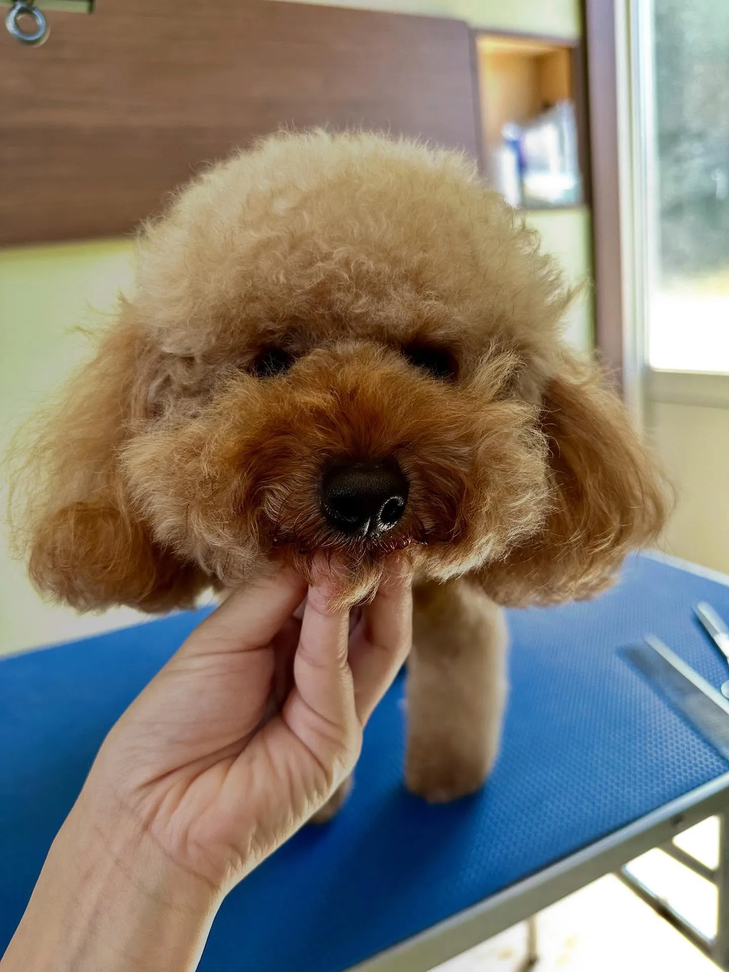 アップしきれなかったお手入れわんこさんたちです🐾