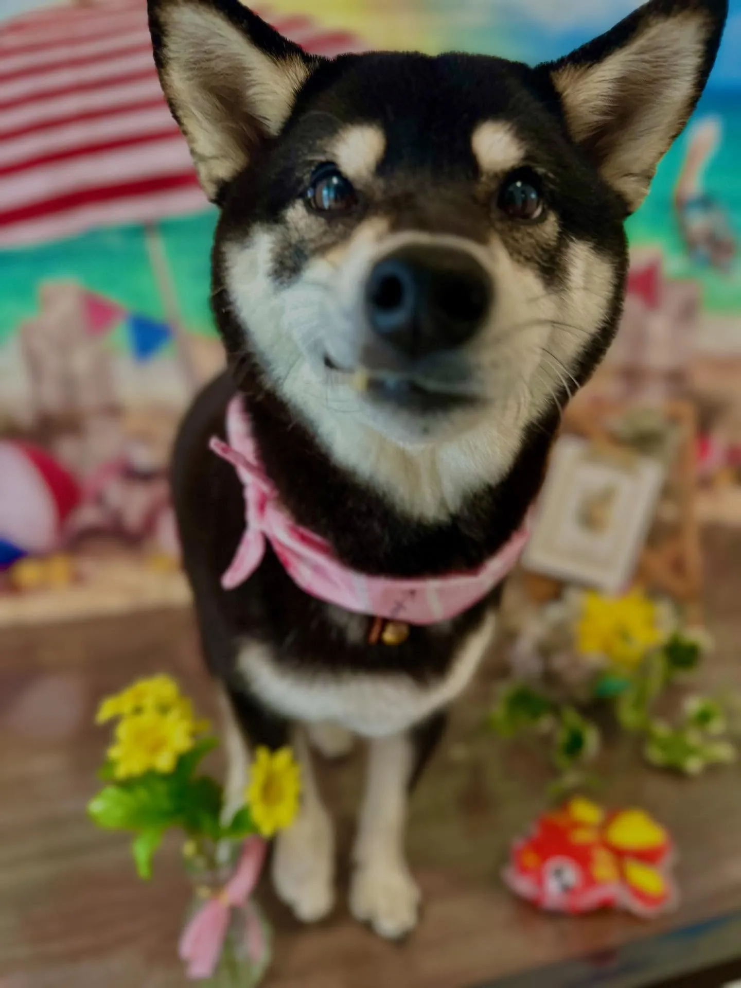 アップしきれなかったお手入れわんこさんたちです🐾