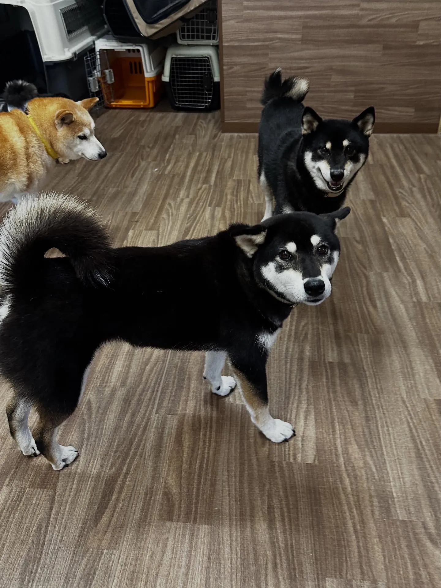 アップしきれなかったお手入れわんこさんたちです🐾