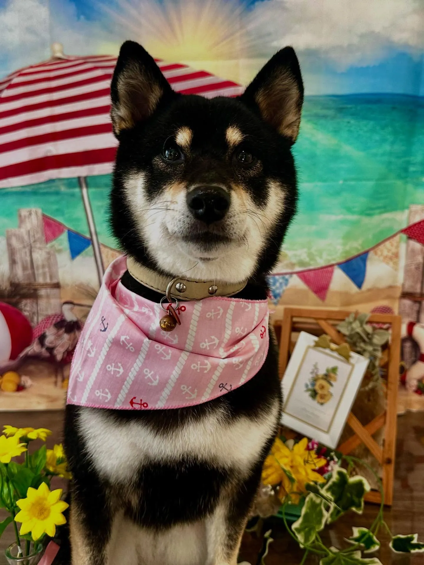 アップしきれなかったお手入れわんこさんたちです🐾