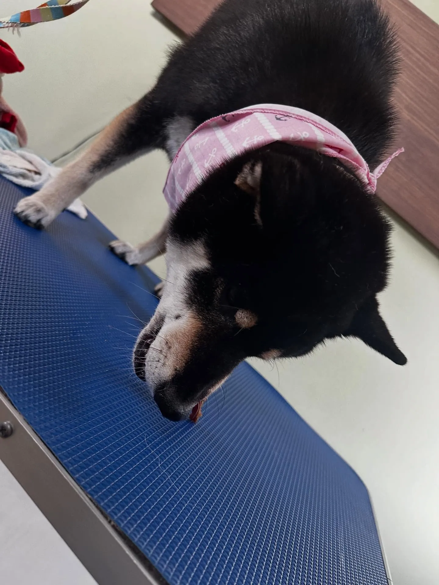 アップしきれなかったお手入れわんこさんたちです🐾